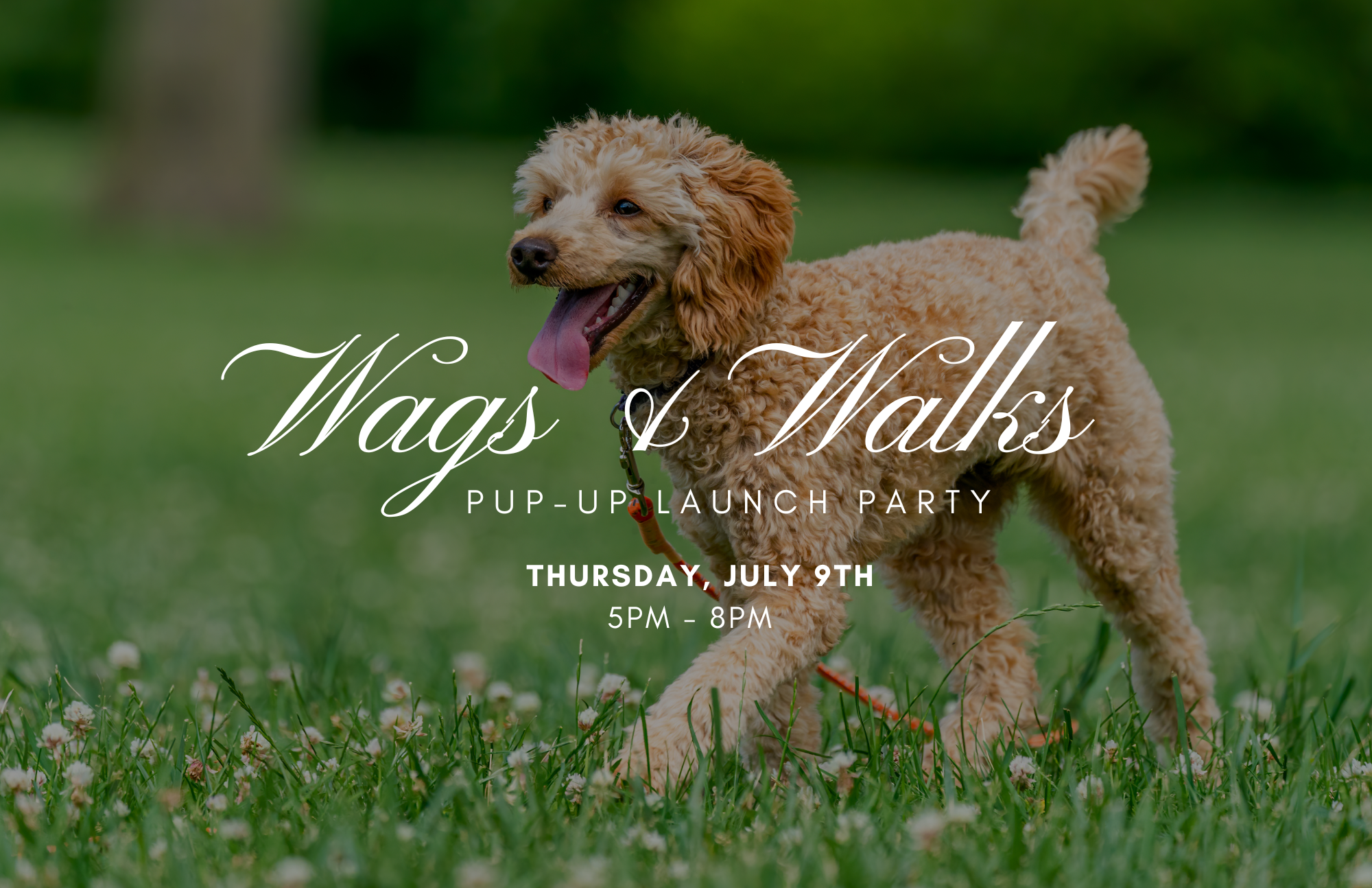 Wags + Walks Pup-up Launch Party