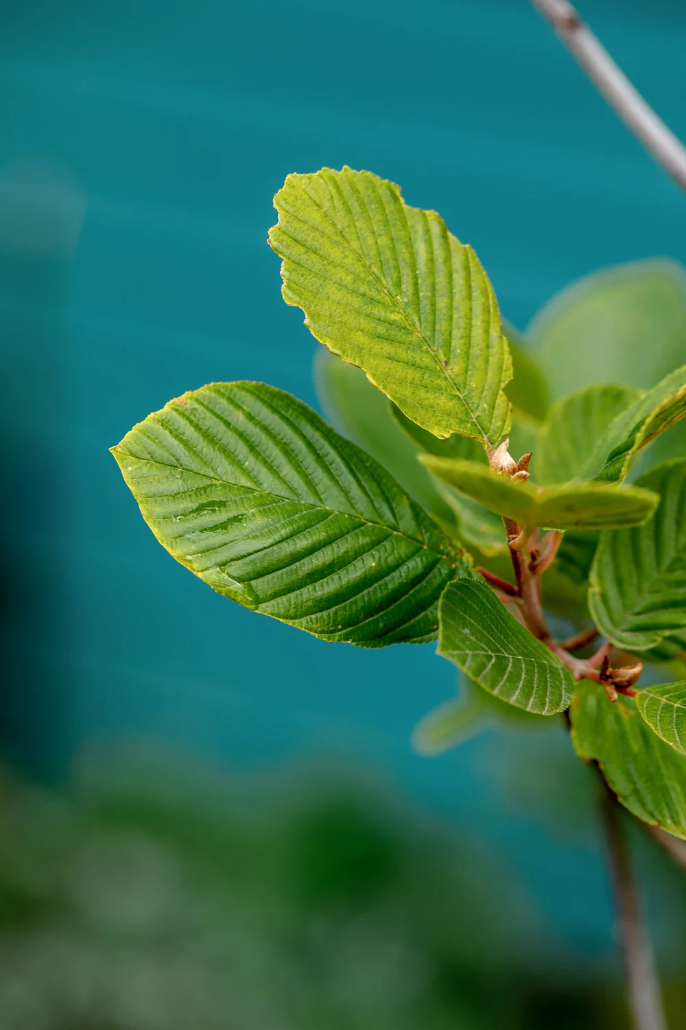 Cascara  Revive Gardens PDX