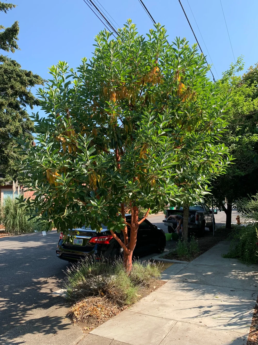 Pacific Madrone — Revive Gardens PDX