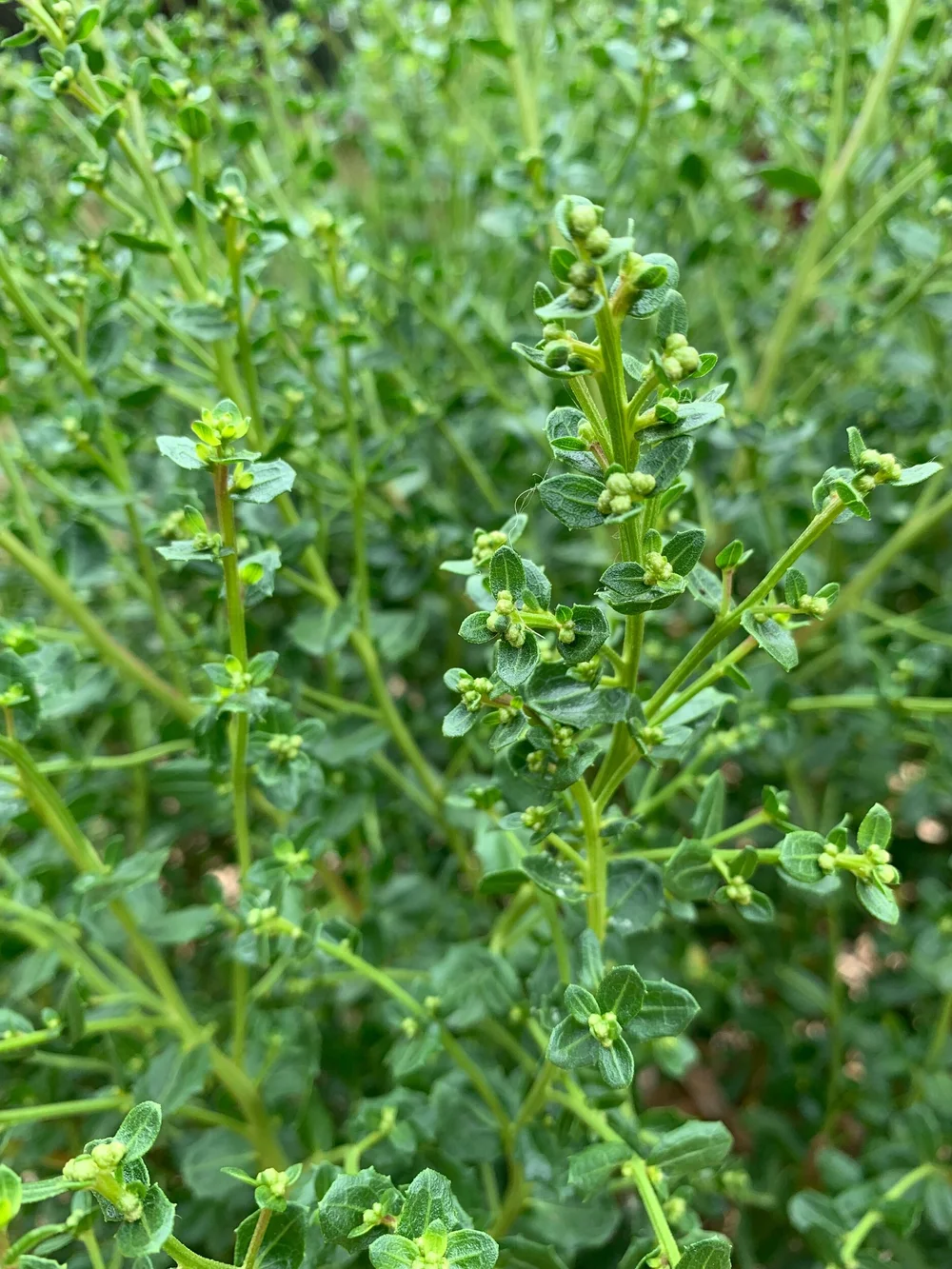 Coyote Bush — Revive Gardens PDX
