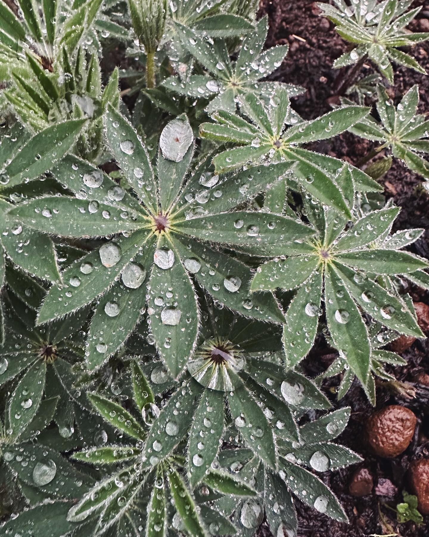 Flowers are starting to bloom, herbaceous plants are starting to fill back in, everything&rsquo;s all moody and covered in rain drops&hellip; must be spring!! Eeeeeeeeeee!

1. Large Leaf Lupine 
2. Oregon Grape
3. Sword Fern
4. Wild Ginger
5. Grand C