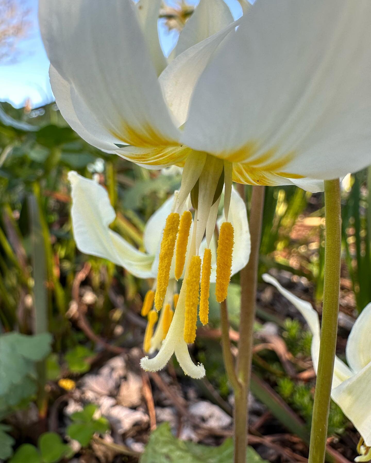 Oregon Fawn Lily 
Erythronium oregonum

Also known as my favorite bulb. In spring, most gardens are filled with tulip and daffodil bulbs. Why not fill your spring garden with native bulbs, cause seriously, they are so friggin cool looking. Coolest th