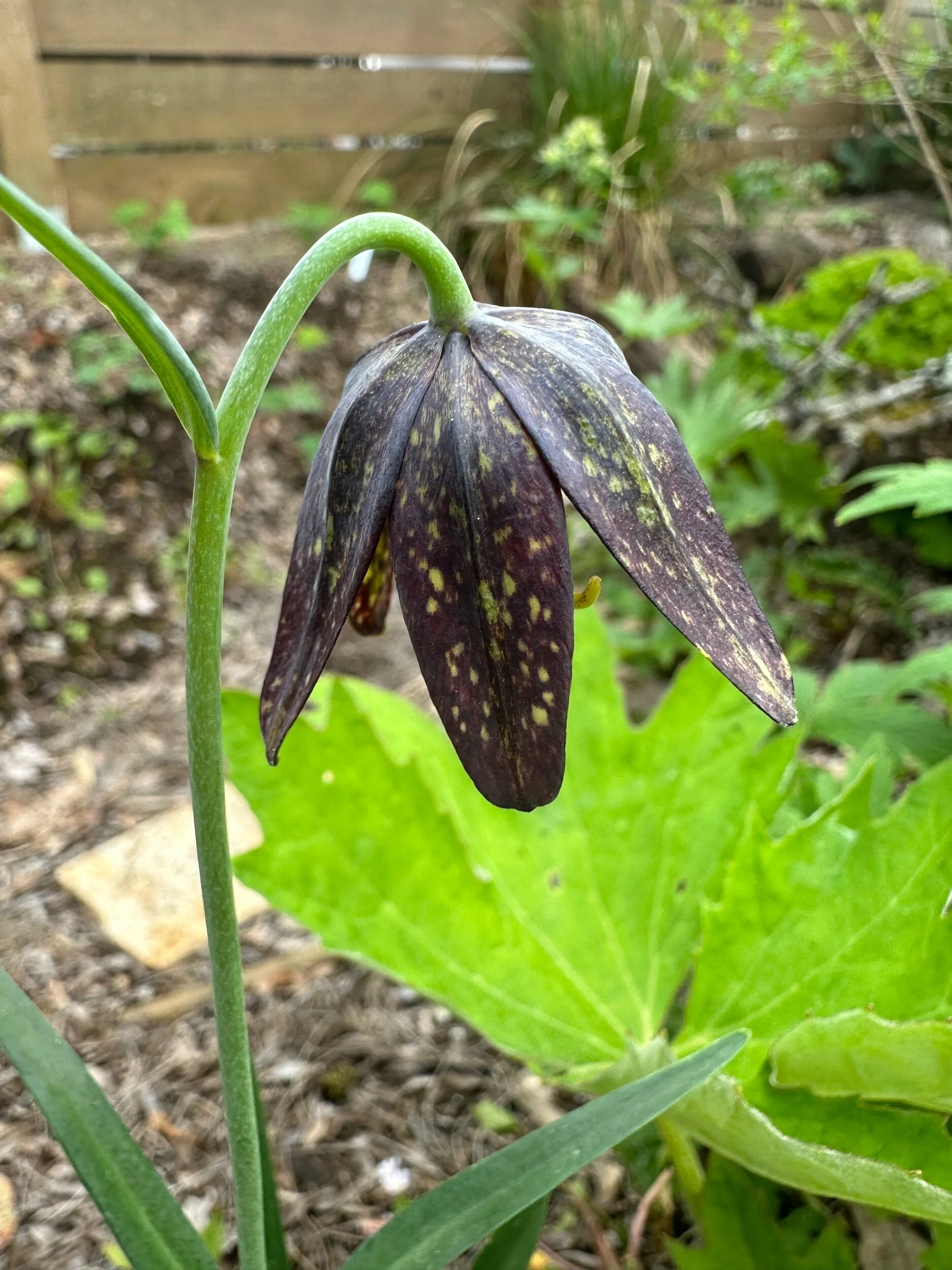 Tiger Lily — Revive Gardens PDX
