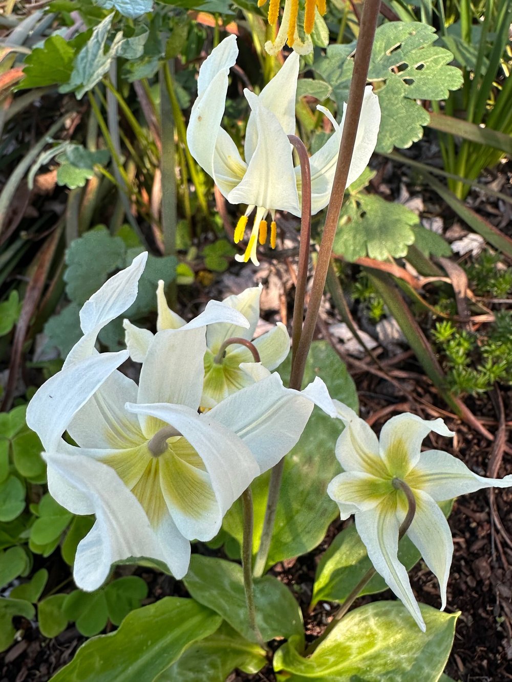 Oregon Fawn Lily  Revive Gardens PDX