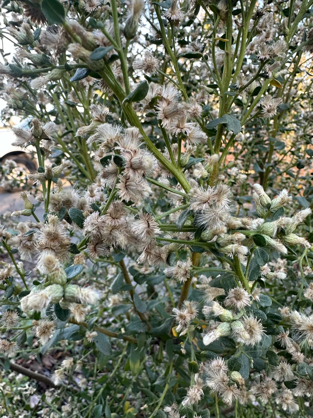 Coyote Bush — Revive Gardens PDX