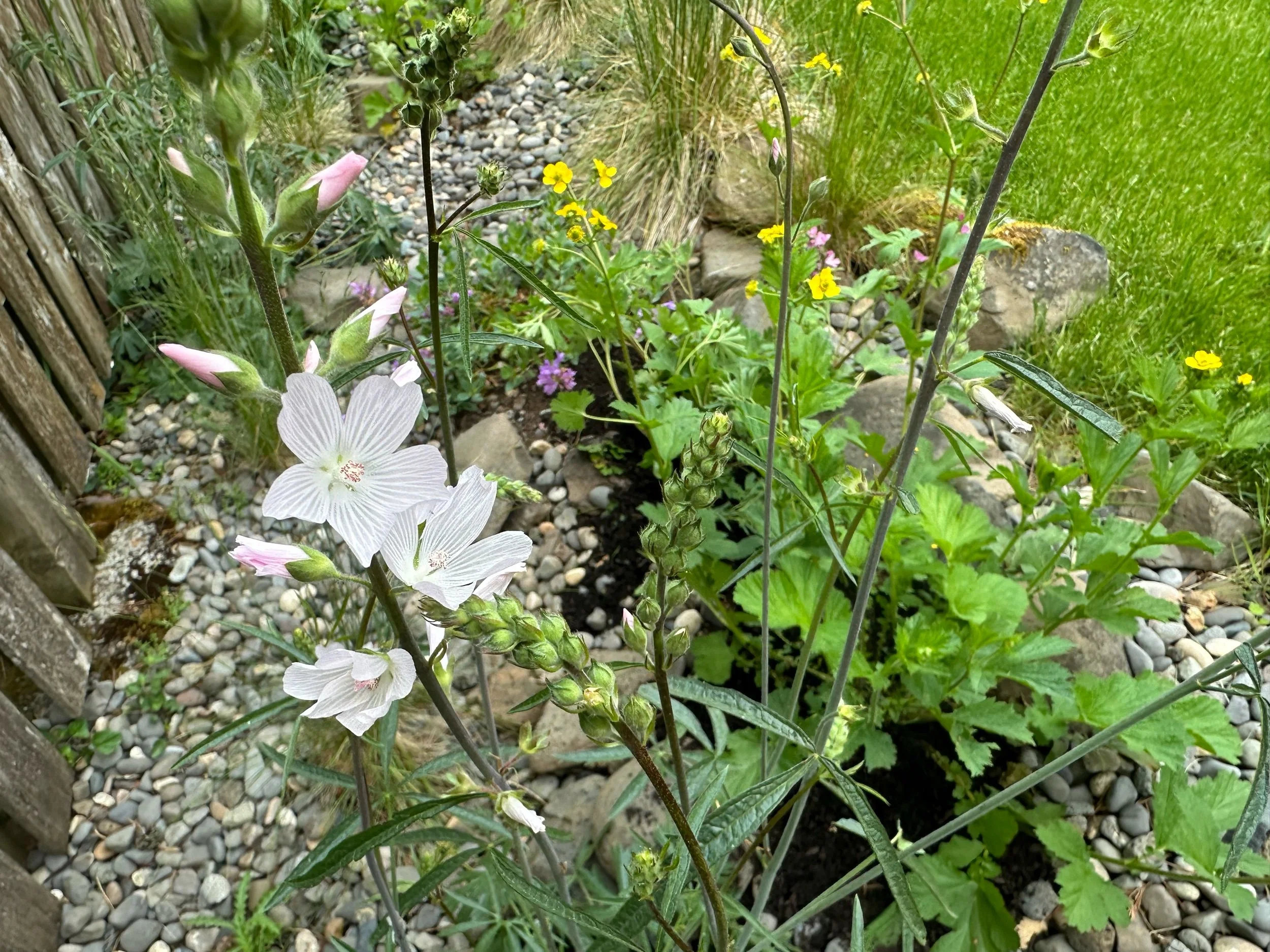 Meadow Checkermallow — Revive Gardens PDX