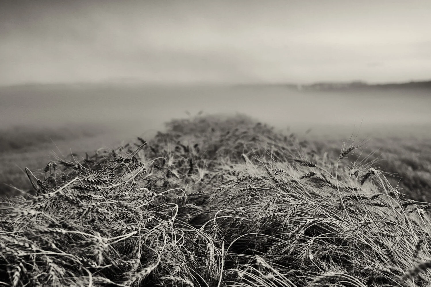 Wheat_B&W.jpg