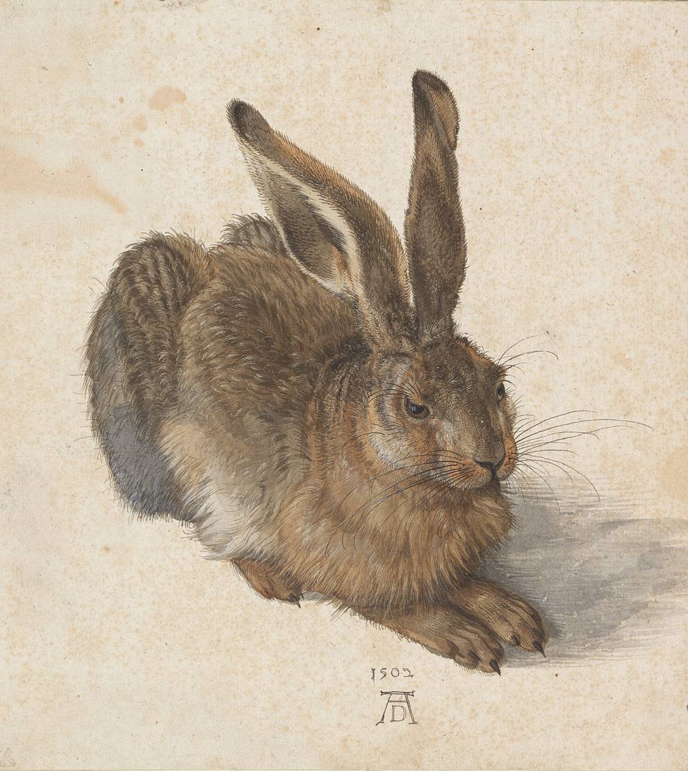2.7 Albrecht Durer - Young Hare