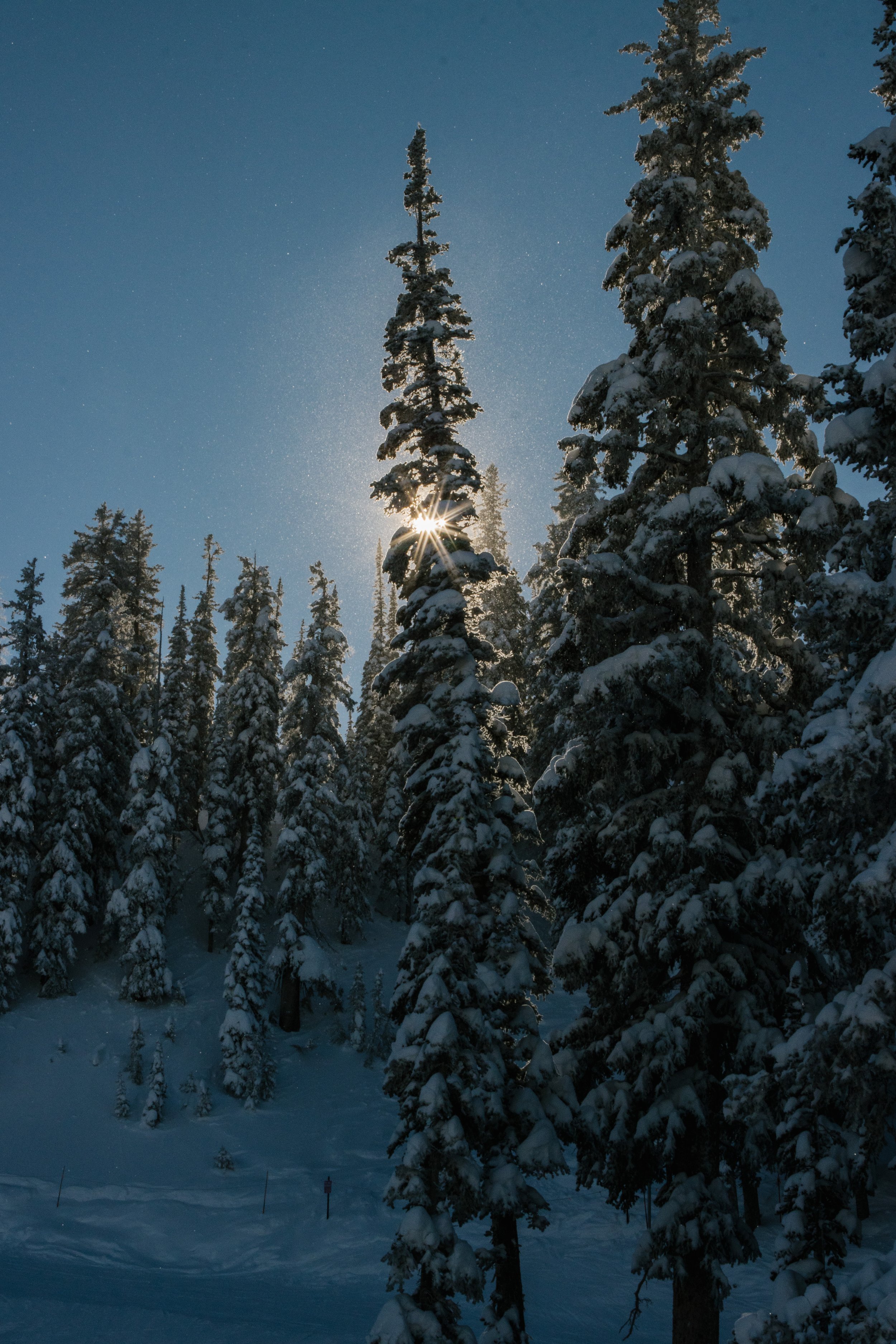 bluebird lanscape_6202.jpg