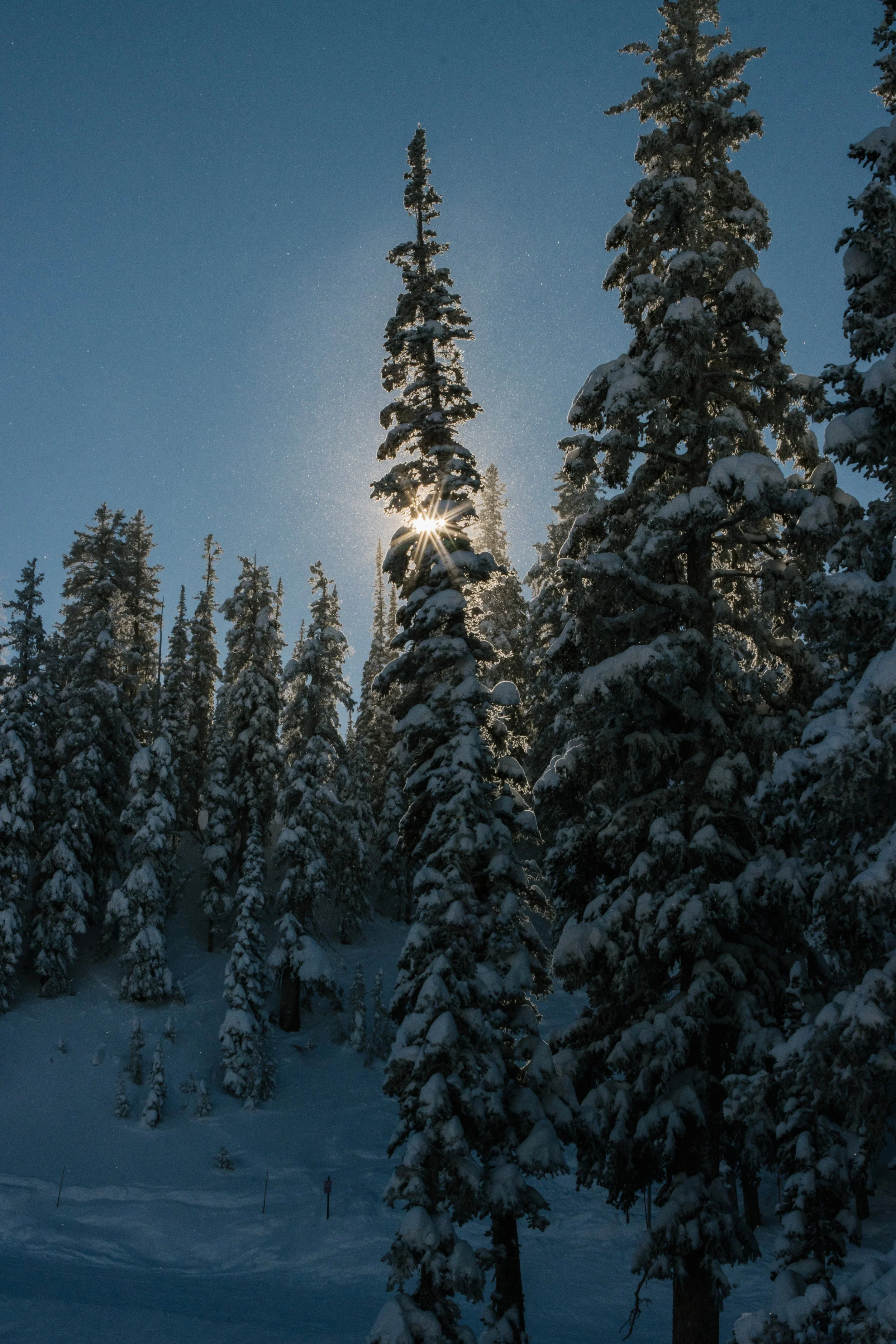 bluebird lanscape_6202-7.jpg