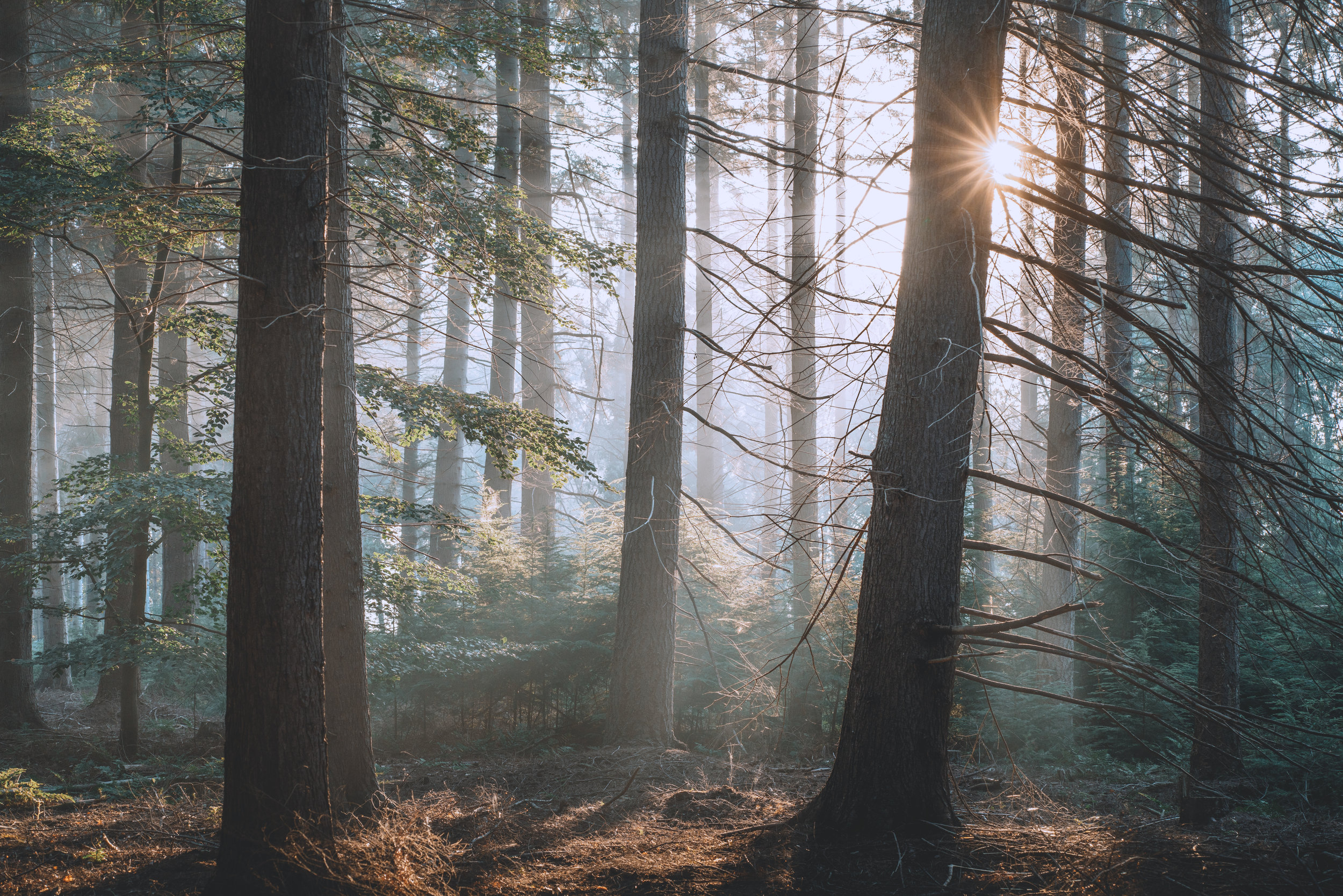 The Christian’s New Will and Heart