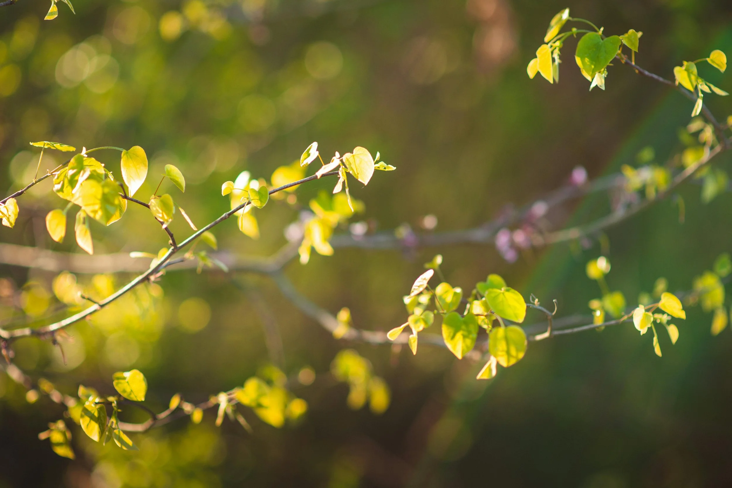 Biblical Help for Life's Problems V: How We Grow