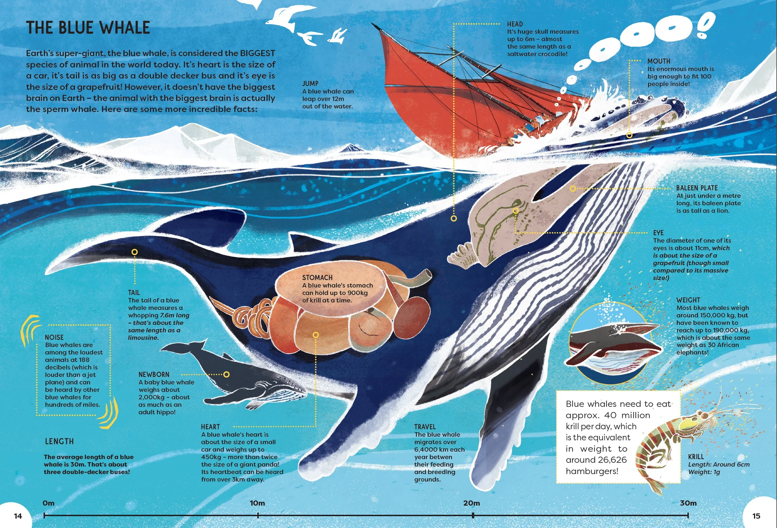 The Blue whale