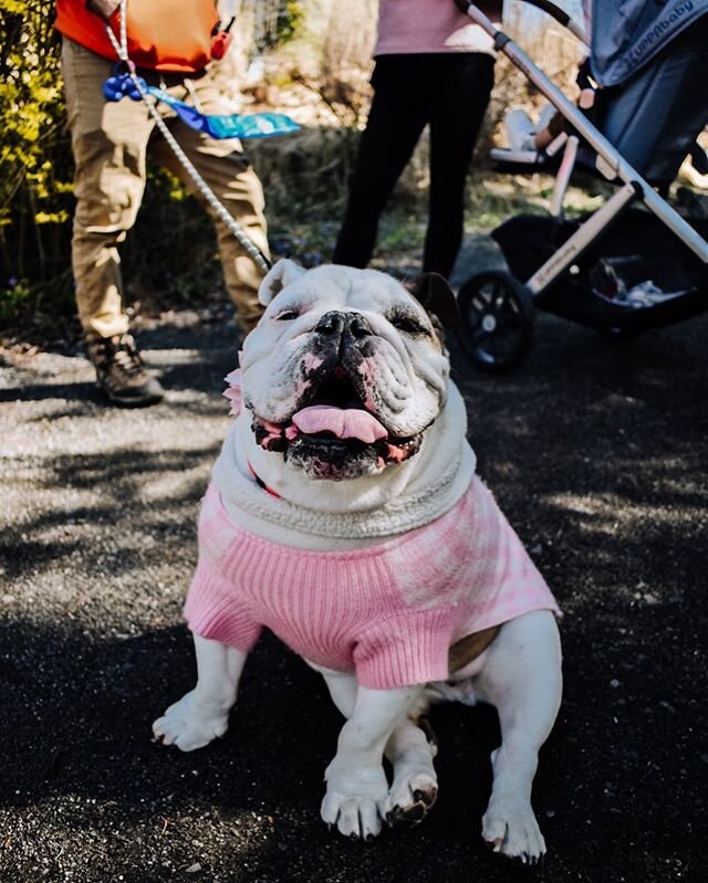 &ldquo;Believe in your heart that you&rsquo;re meant to live a life full of passion, purpose, magic, and miracles.&rdquo; .
.
.
.
.
.
.
#canineconnection #dogtraining #balancedtraining #dogtrainer #nj #doitforthedog #dogsofinstagram #bulldog #english