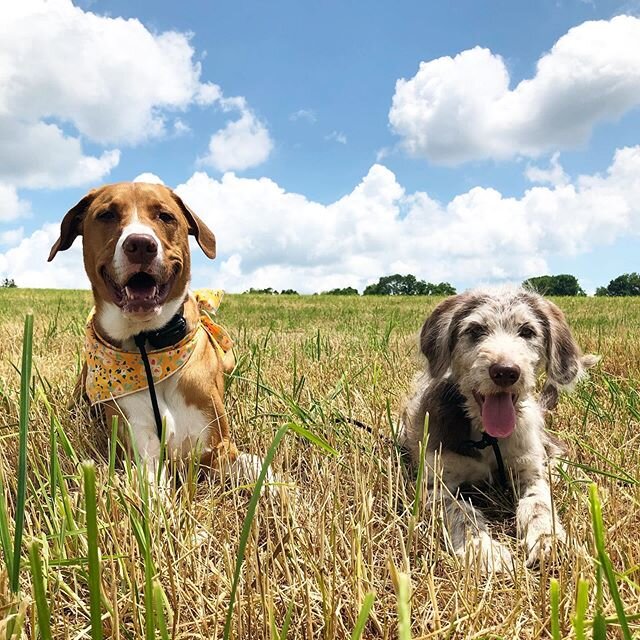 Dog Days of Summer! ☀️ 💦 .
.
.
With warmer weather in full effect, we just want to give a few reminders to ensure your dogs safety in the heat!
.
.
1.  If you&rsquo;re hot, they&rsquo;re hot! Do not leave your dog outside for long periods of time an