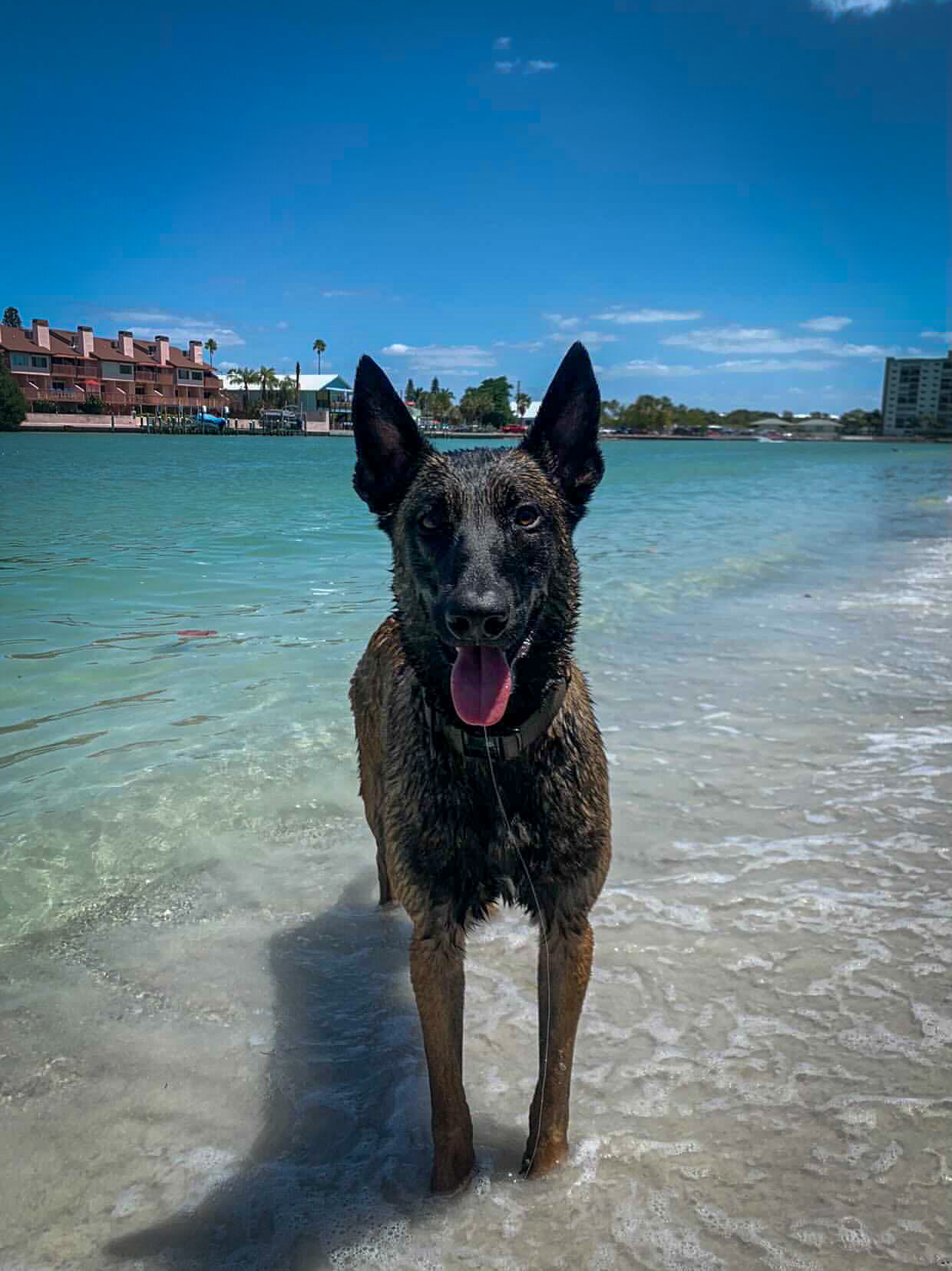 Best Navy SEAL NonProfit Near Me  Malinois