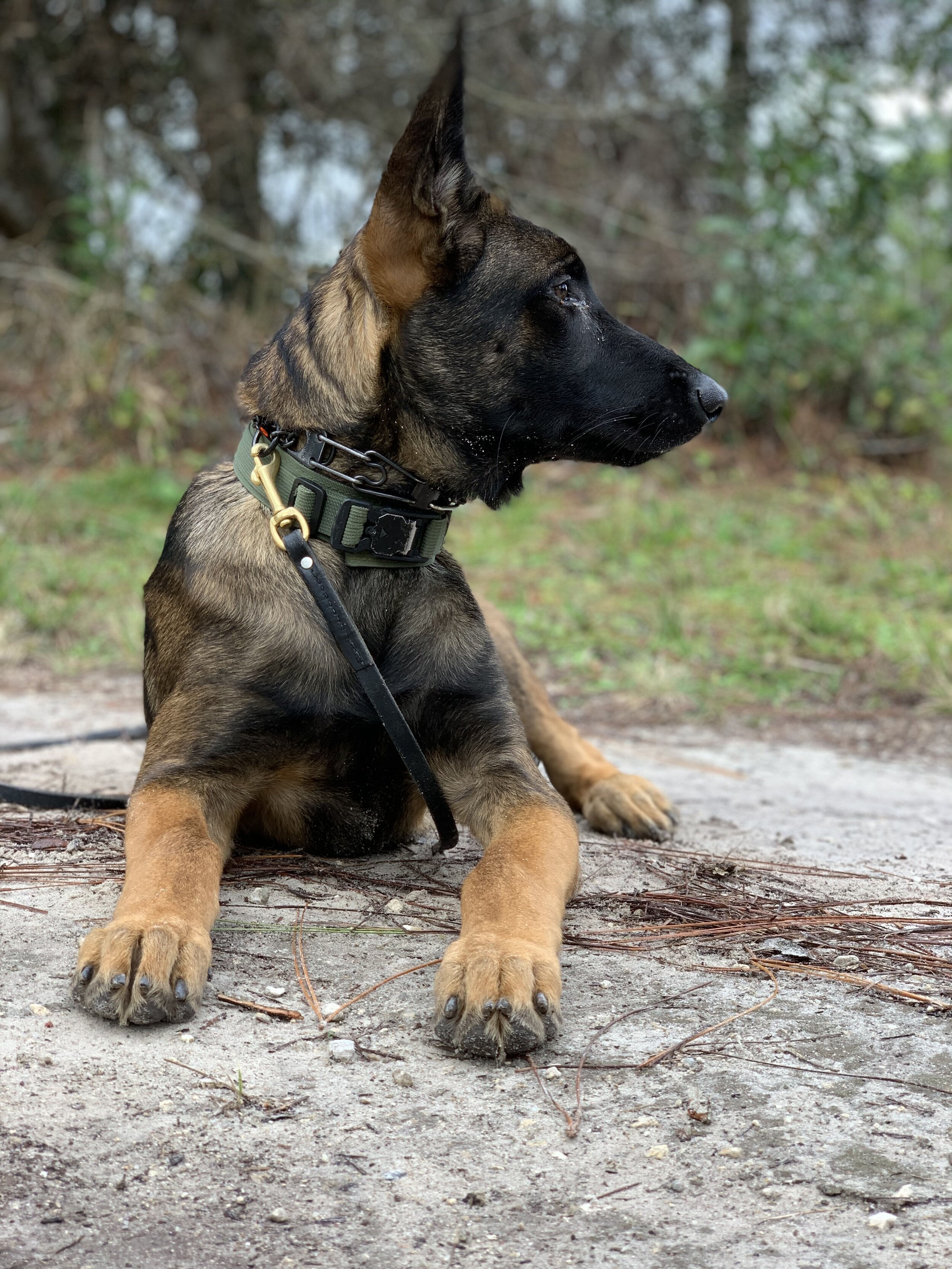 Best Non-Profit Service dog training HFK9 GUNNER CCT