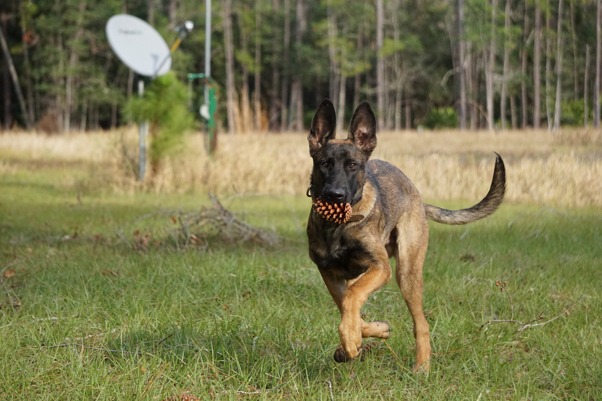 Best Non-Profit Service dog training Home Front K9