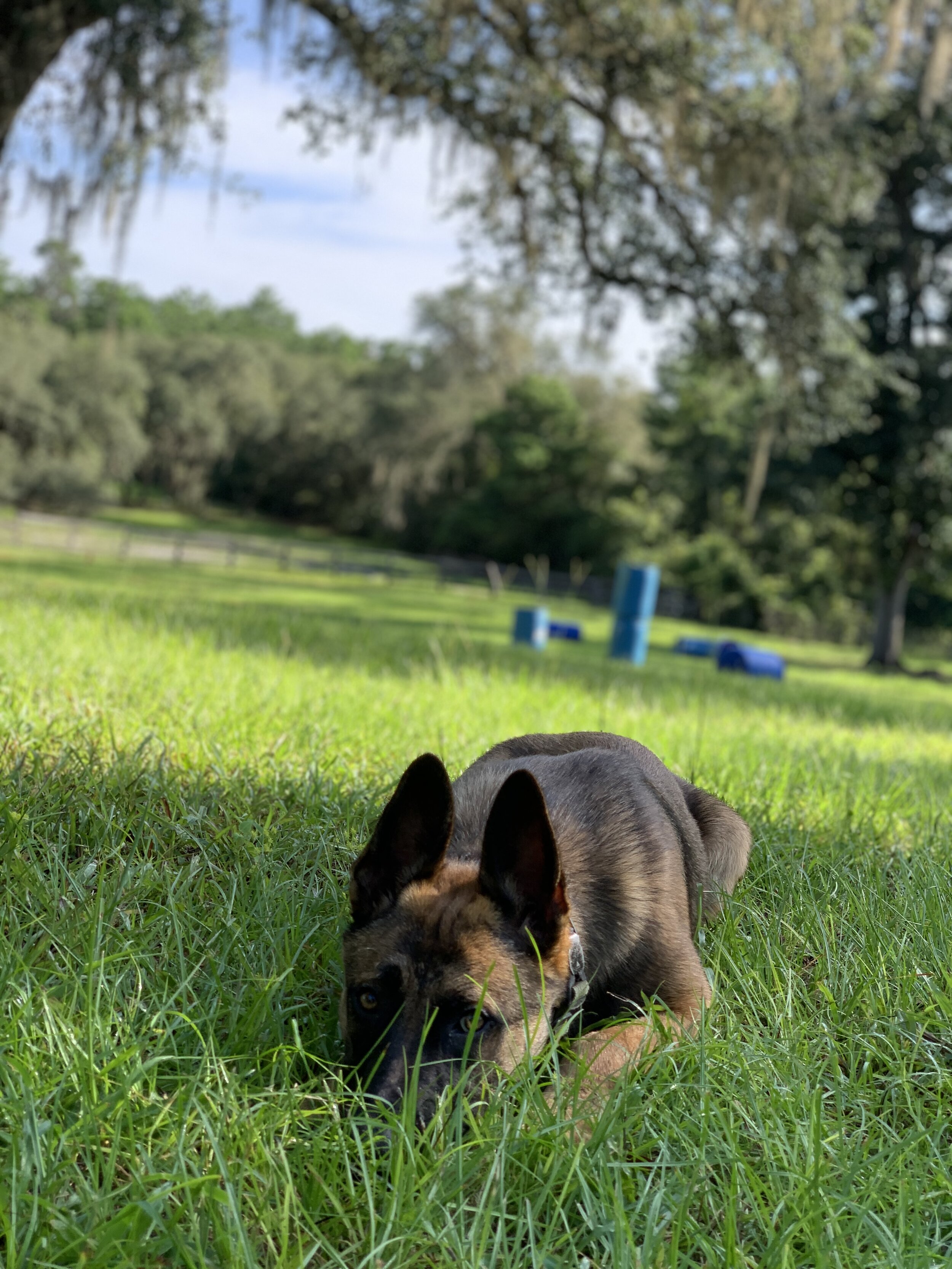 Best Service dog training in Florida