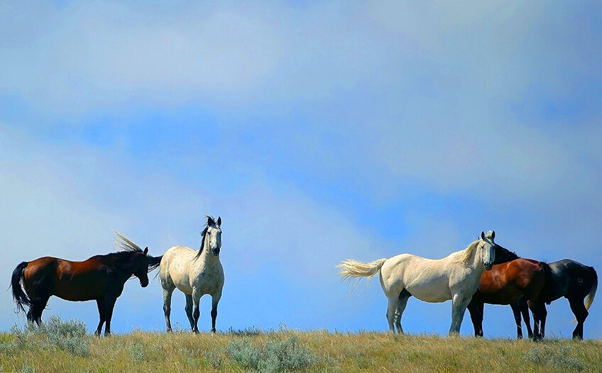 horses-at-the-davis-ranch.jpg