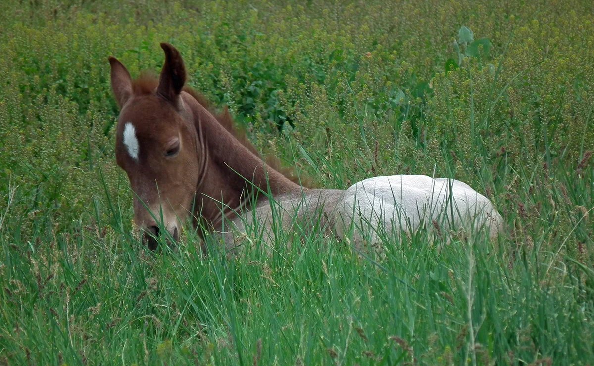 foal-in-the-grass.jpg