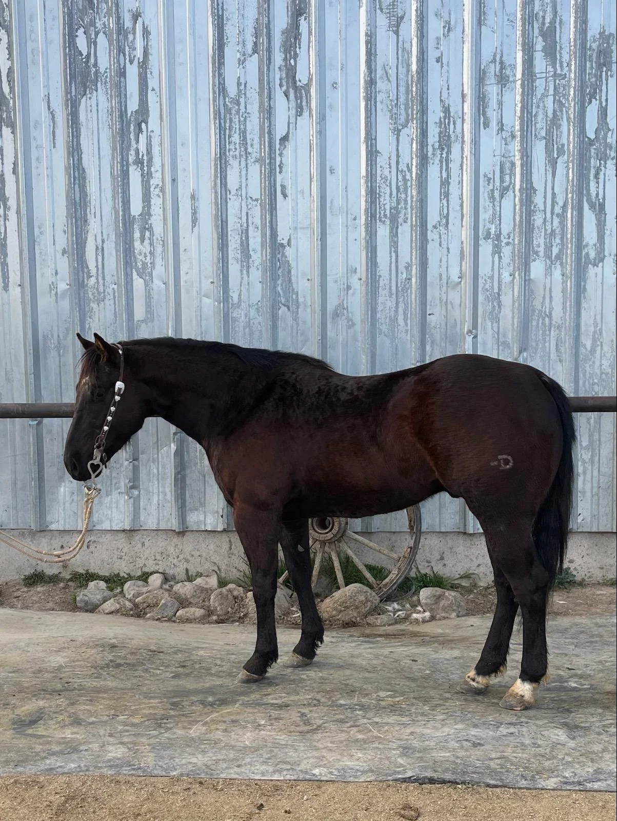 2019 Foals For Sale — The Davis Ranch