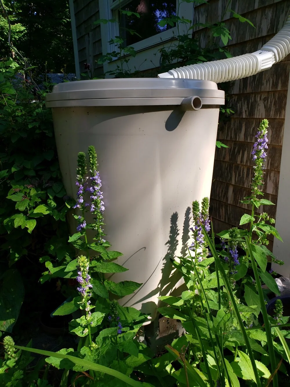 lob-siph-rainbarrel.jpg