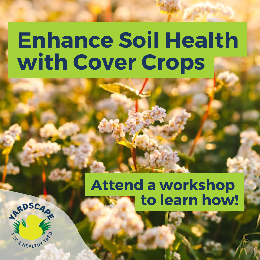 YardScaping Demonstration Site Workshop: Cover Crops & Fall Garden Transitions