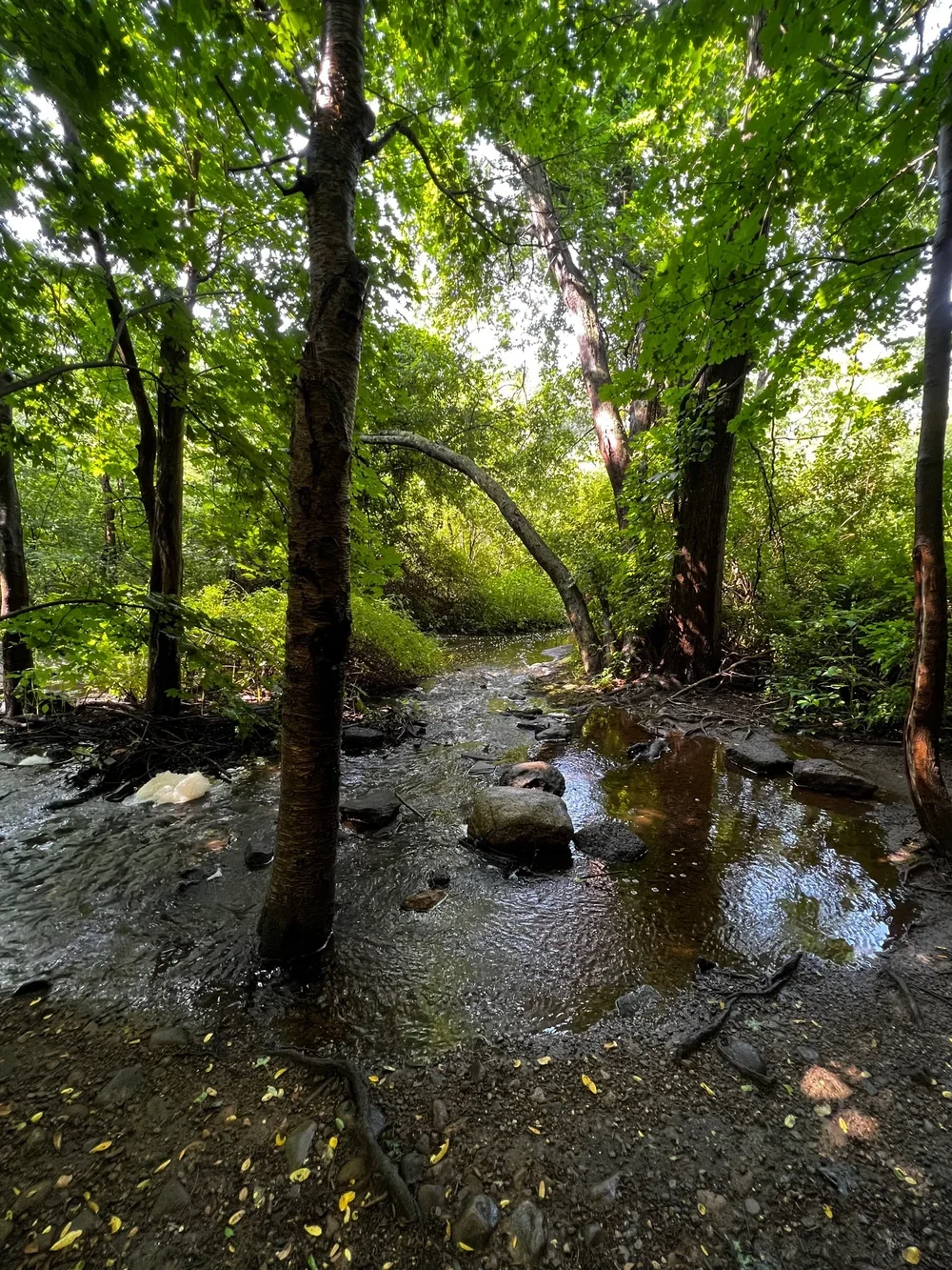 Request for Proposals: Trout Brook Stream Corridor and Habitat Assessment
