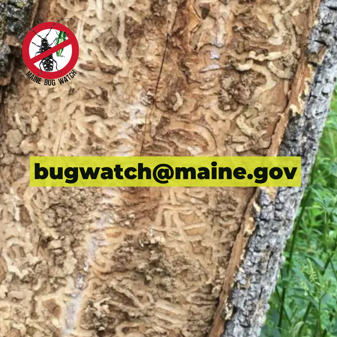 Maine Department of Agriculture, Conservation and Forestry Announces Invasive Species Awareness Week Campaign