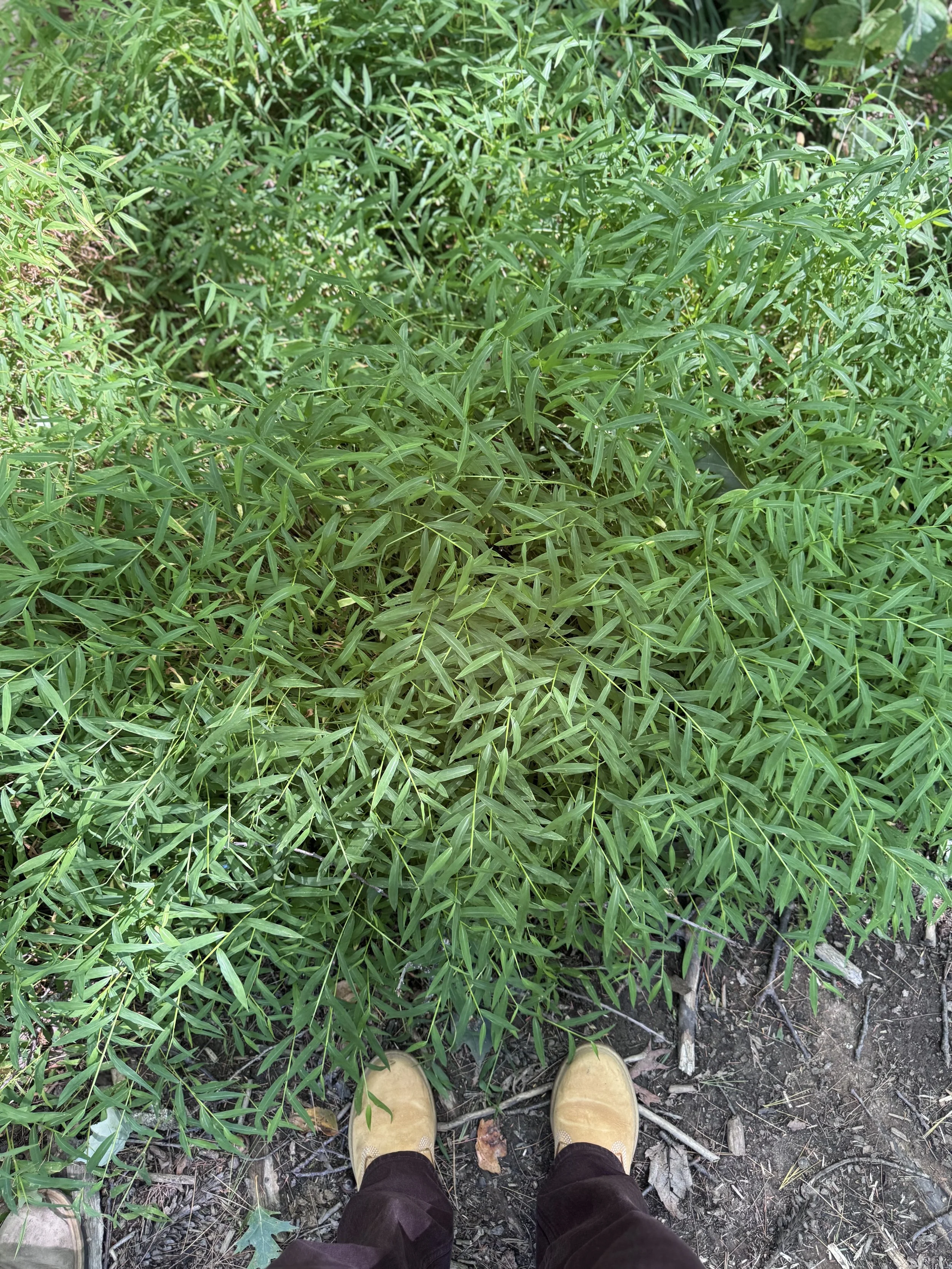 IMG_4318.jpeg