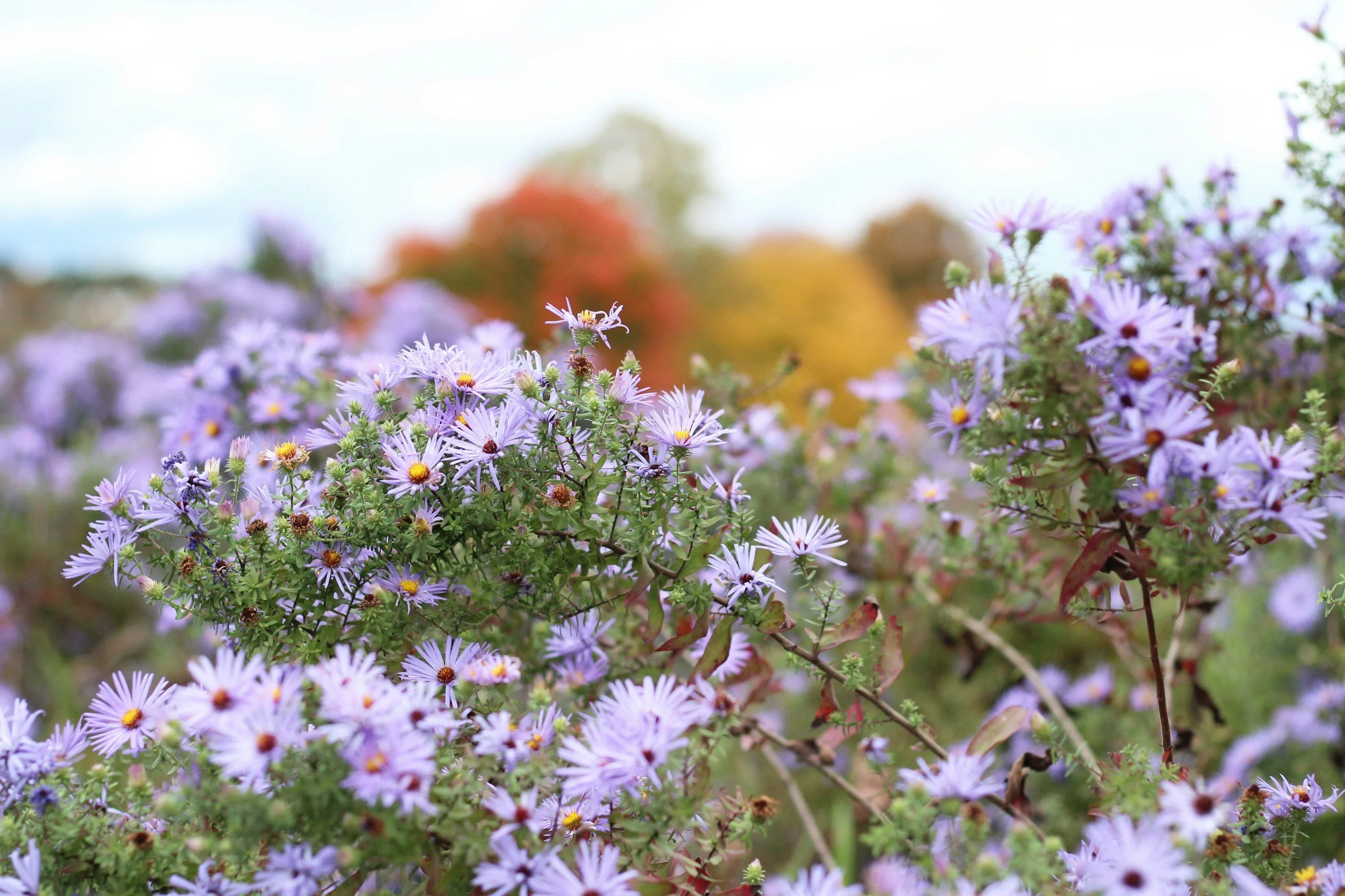 Autumn YardScaping: Working With Nature