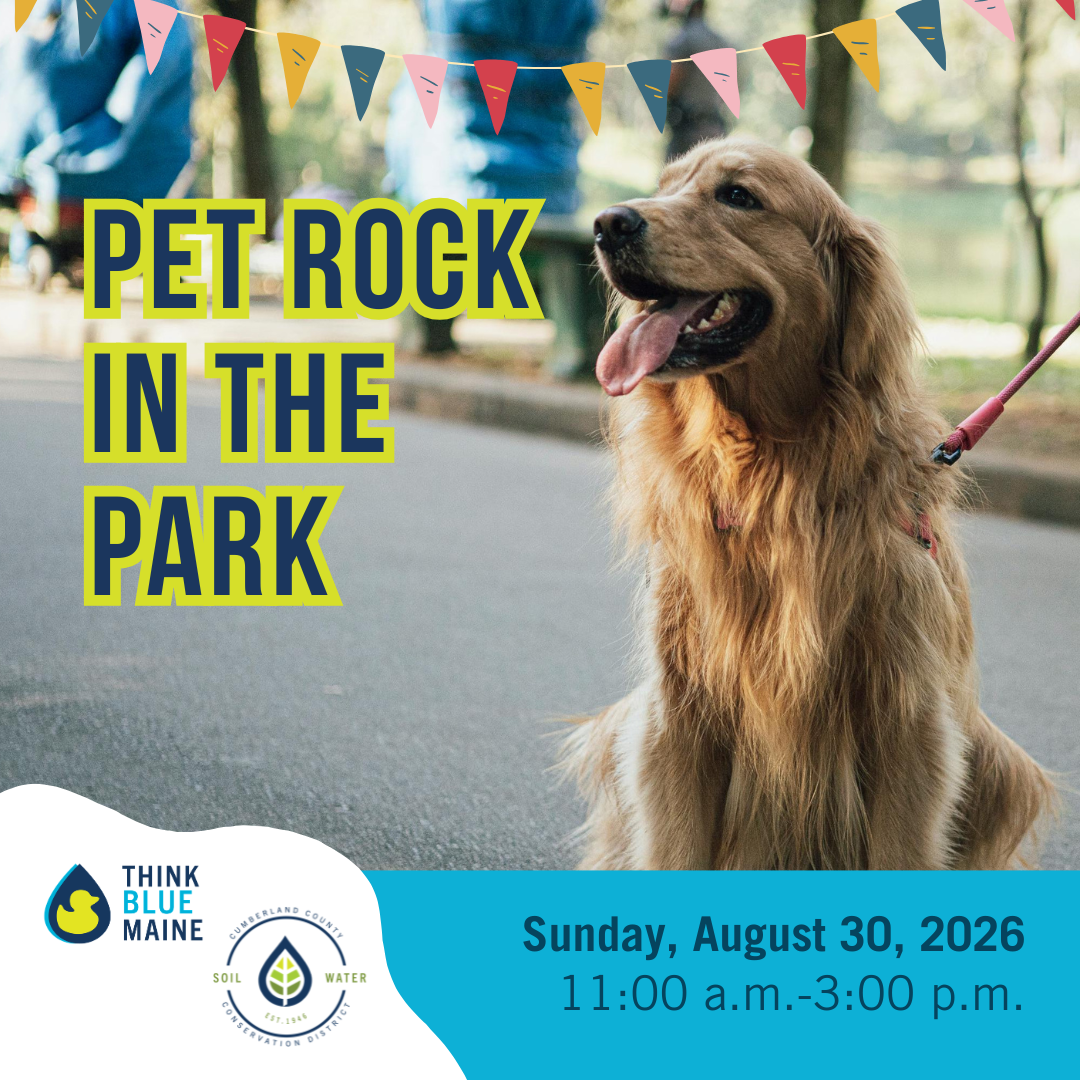 Pet Rock in the Park