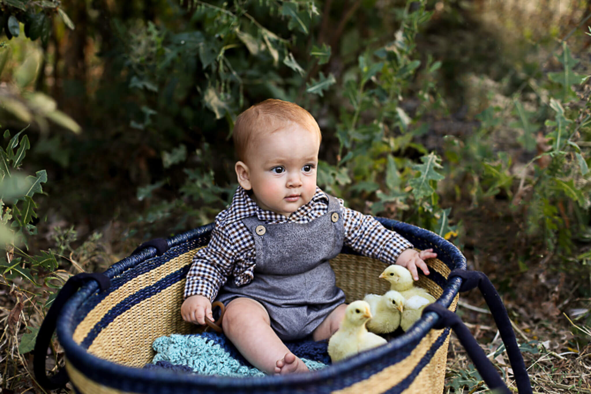  A picture of a sweet baby boy wearing a dress shirt and short overalls, sitting in a basket with four live chicks as he sits outdoors, celebrating a milestone by Photography by L Rose, baby photography in San Diego CA 