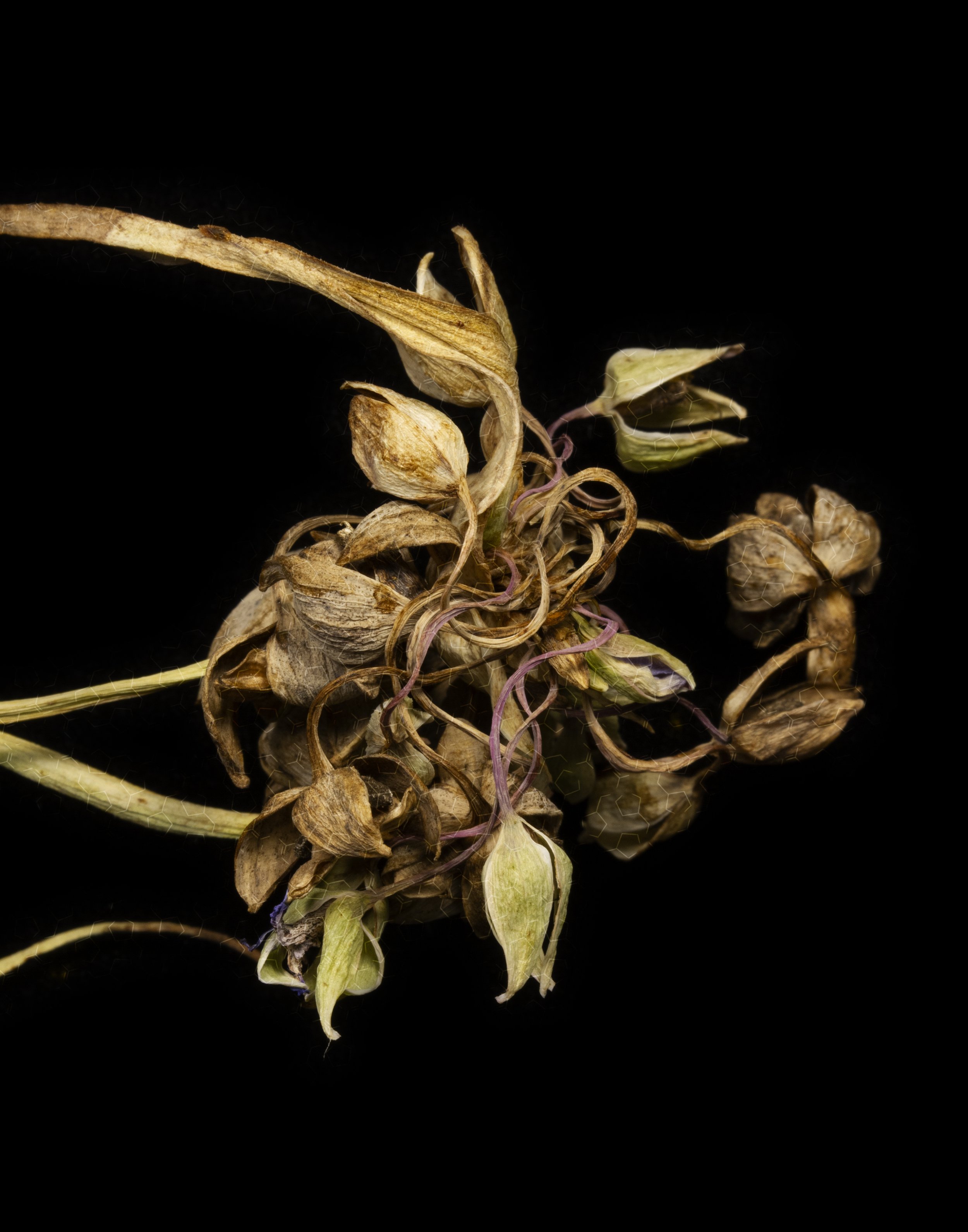 Persistence Spiderwort 2022.jpg