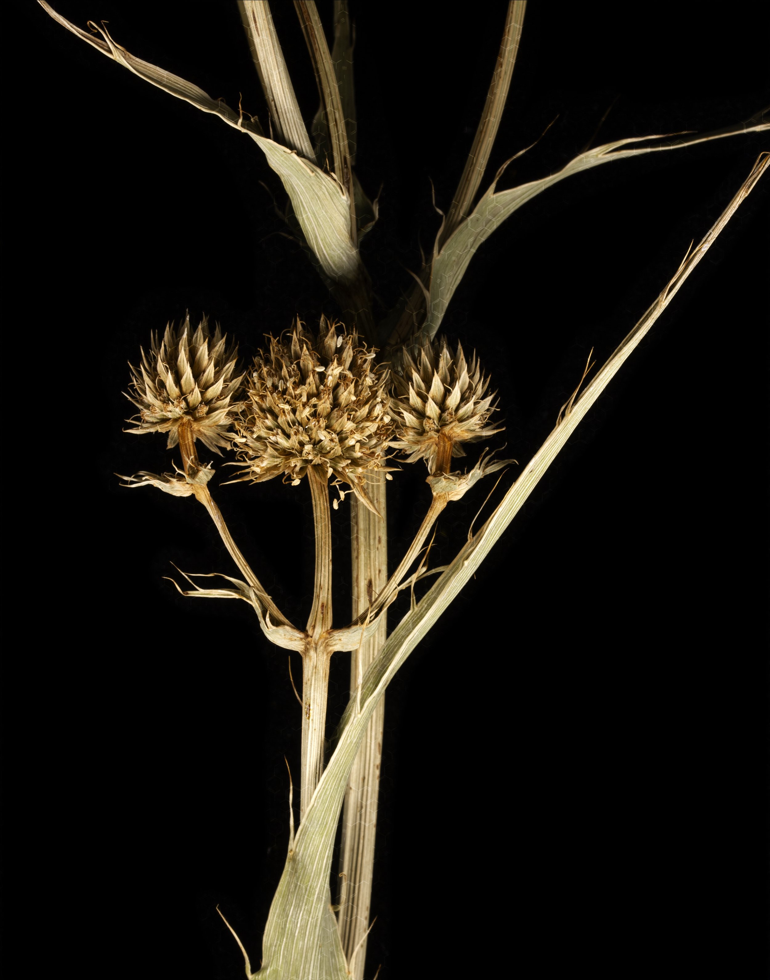 Persistence Rattlesnake Master 2022.jpg