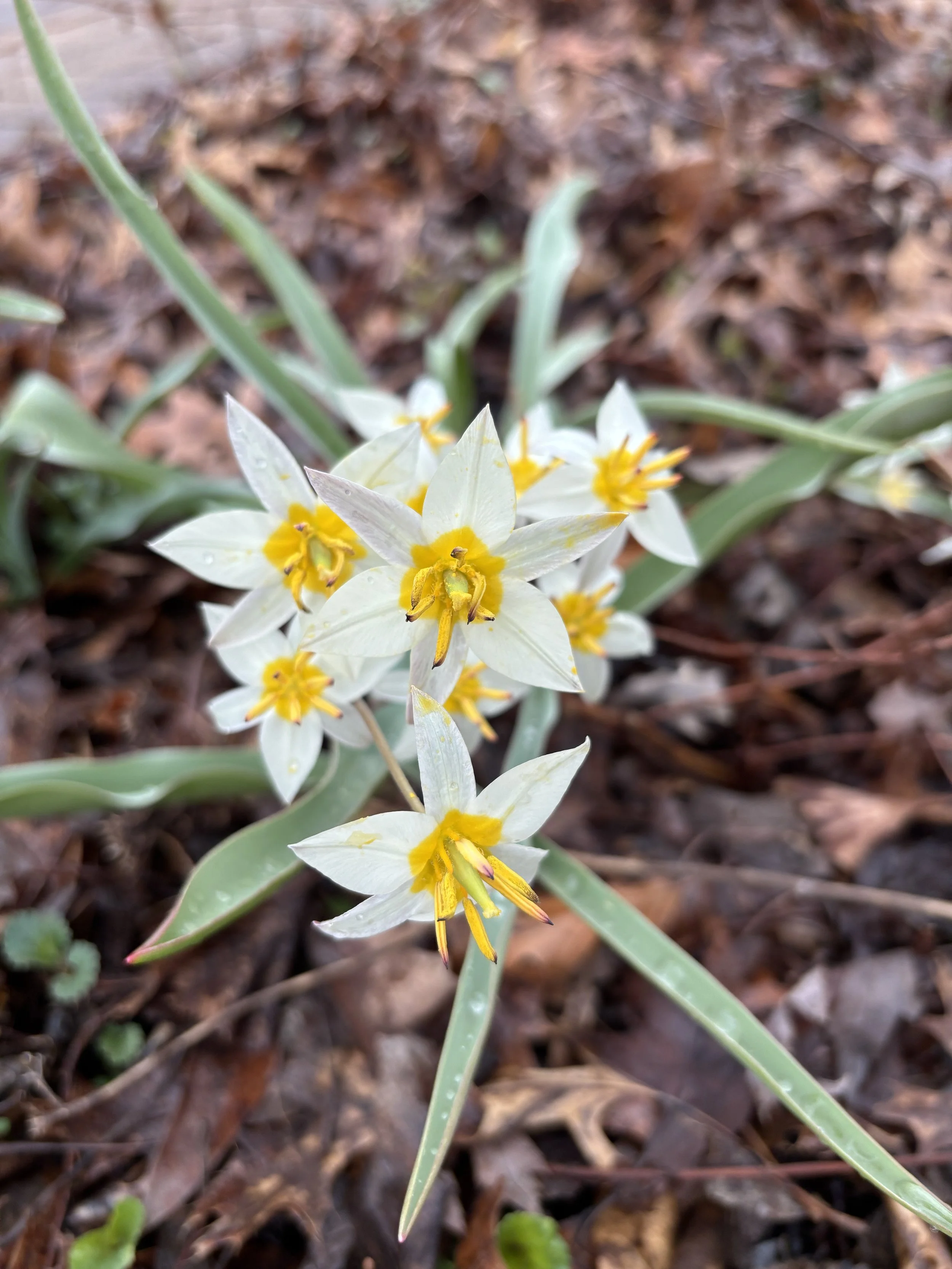 tulip turkestanica
