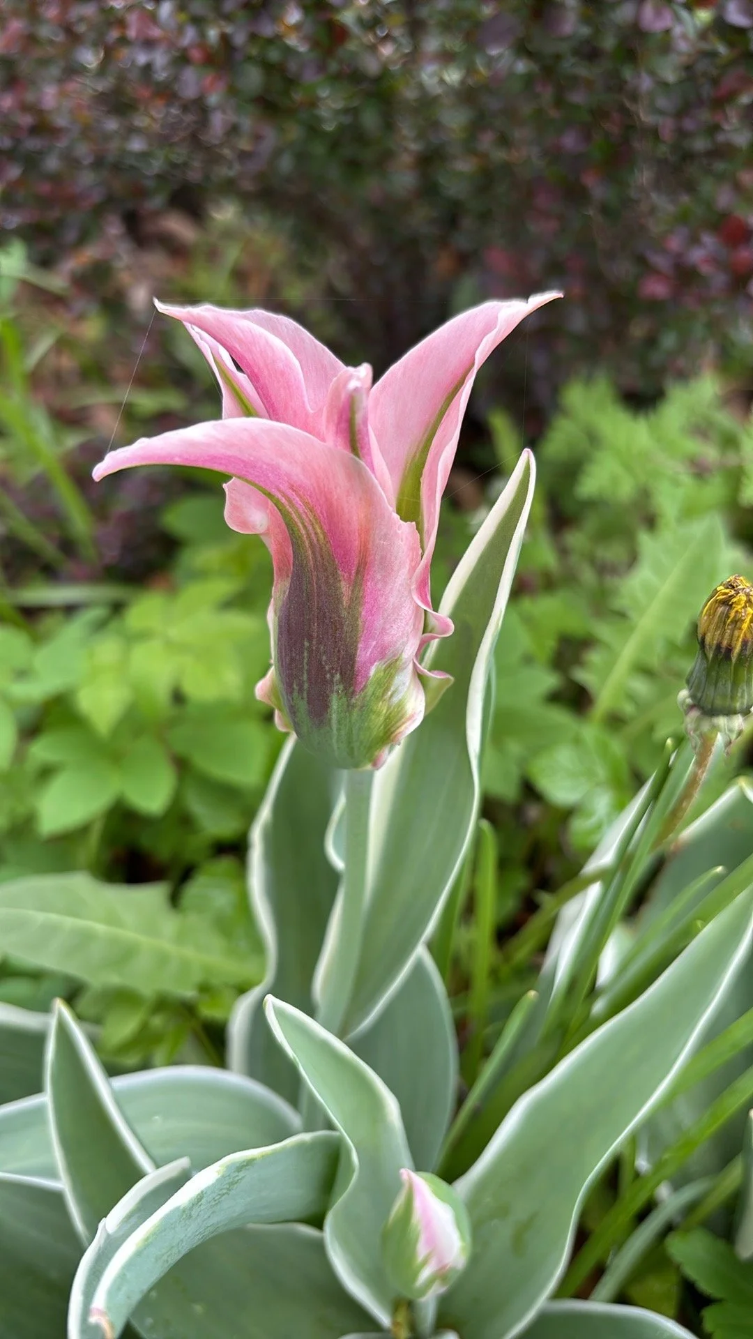 china town tulip.JPG