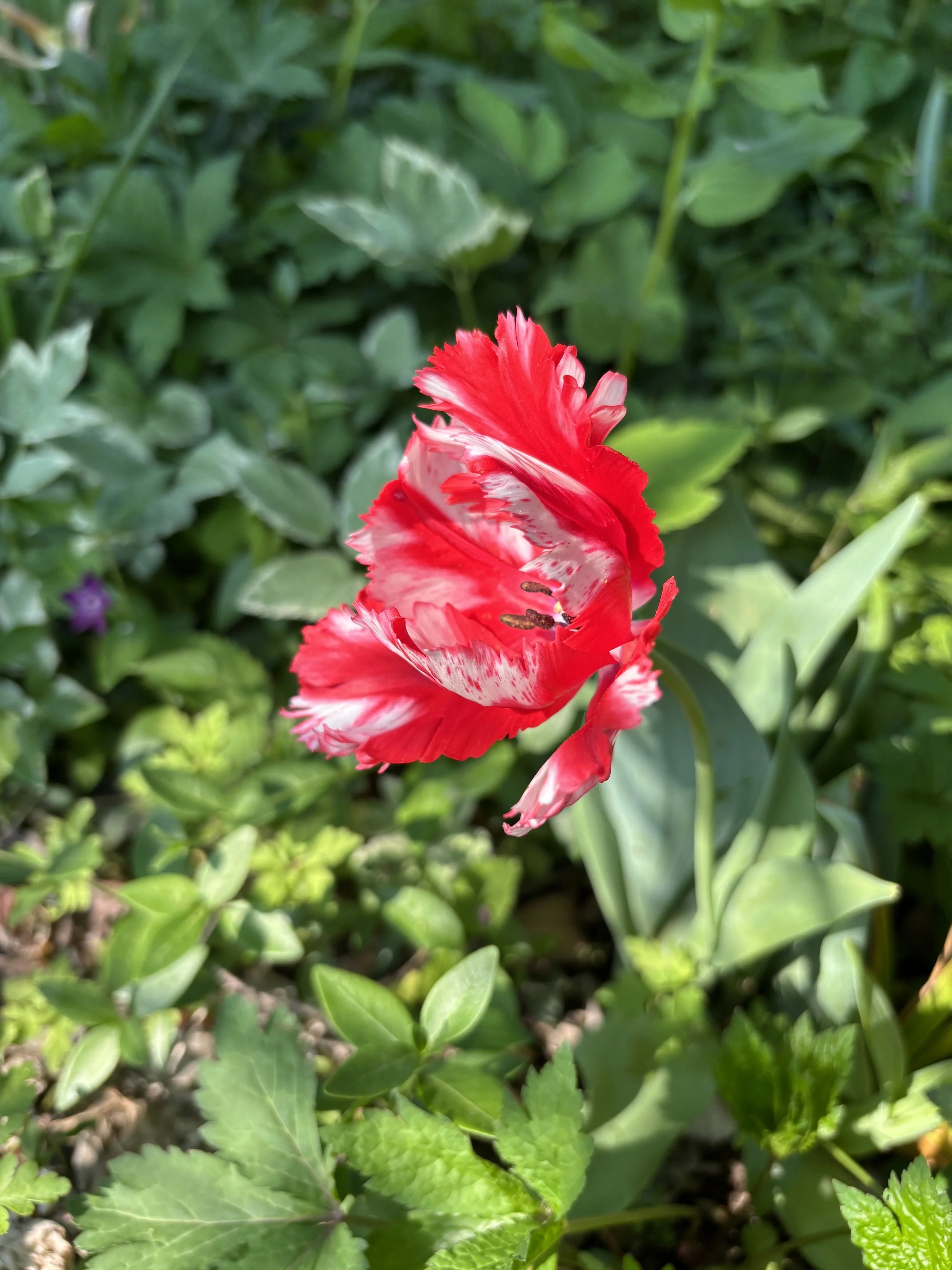 Estella Rijnveld tulip.JPG