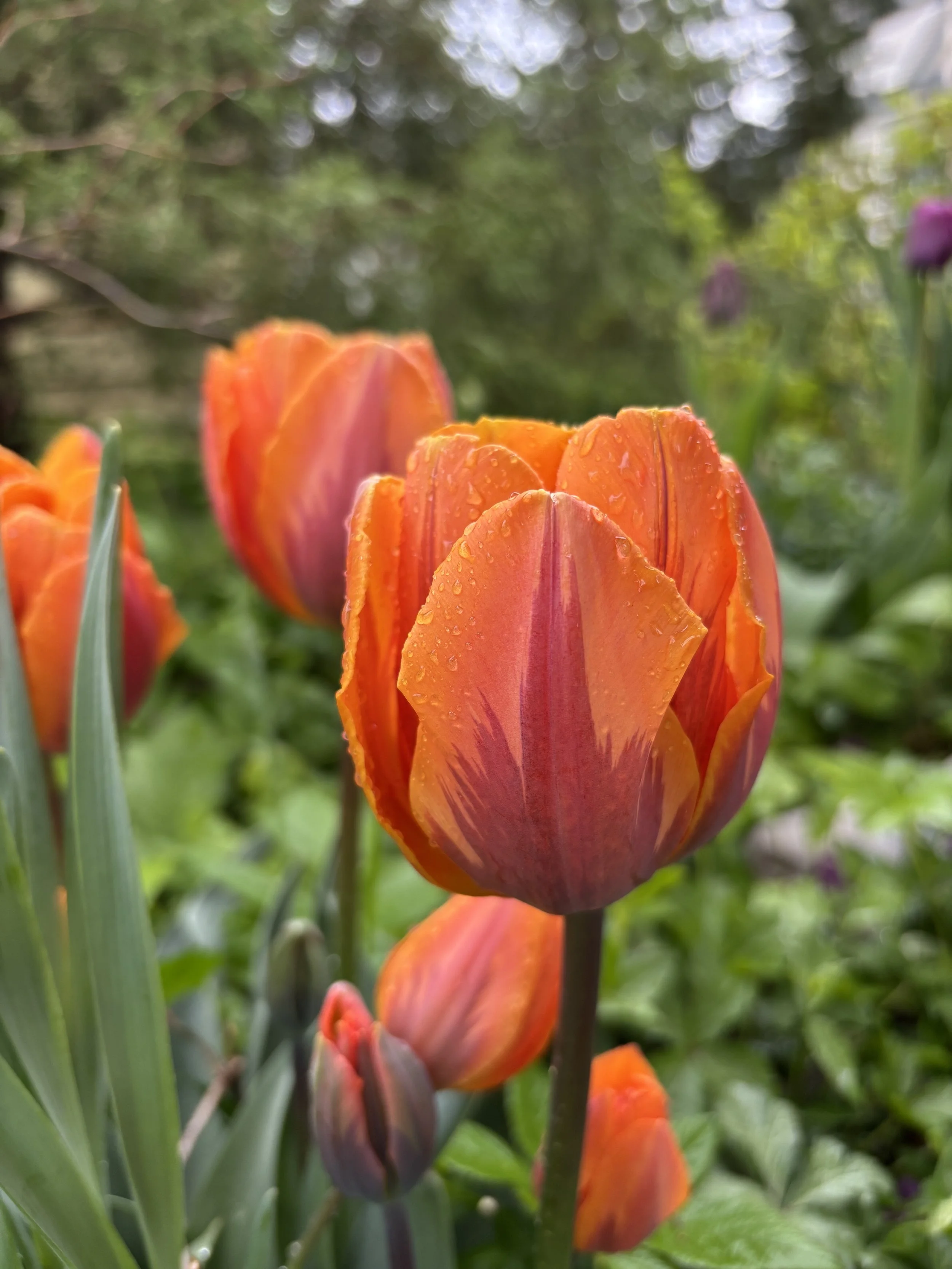 princess irene tulip.JPG