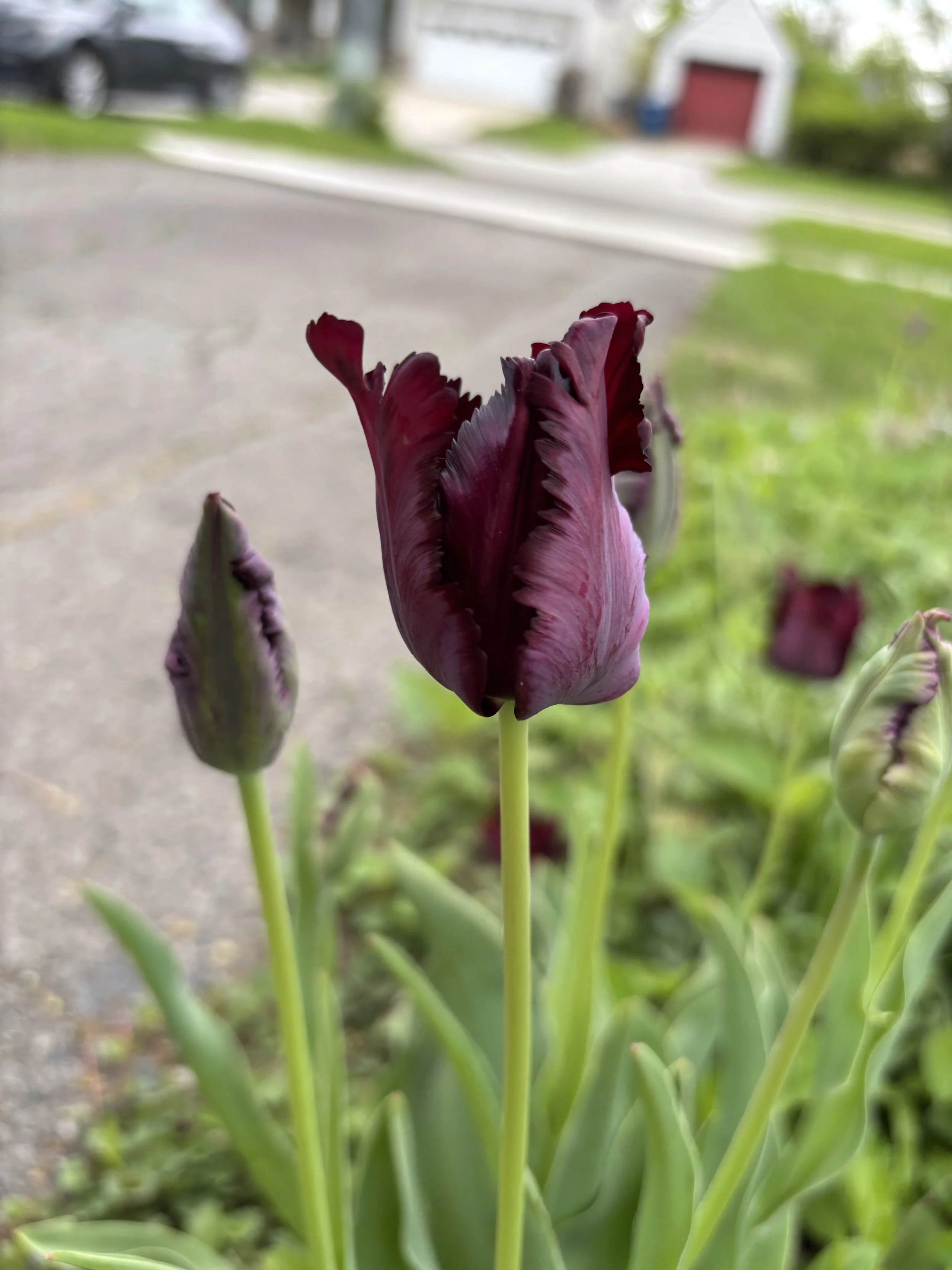 purple parrot tulip flower.JPG