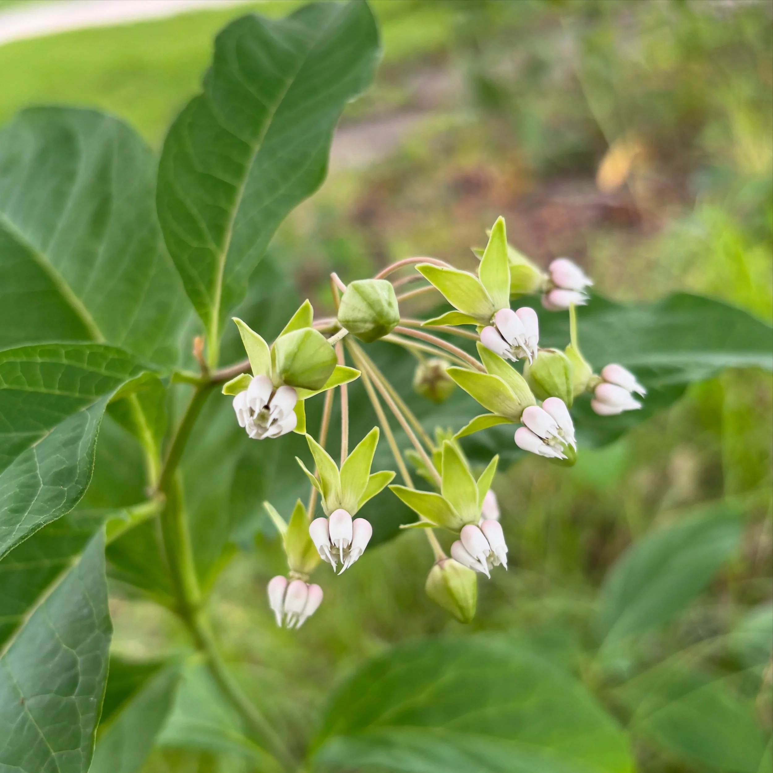 Poke Milkweed Victory!
