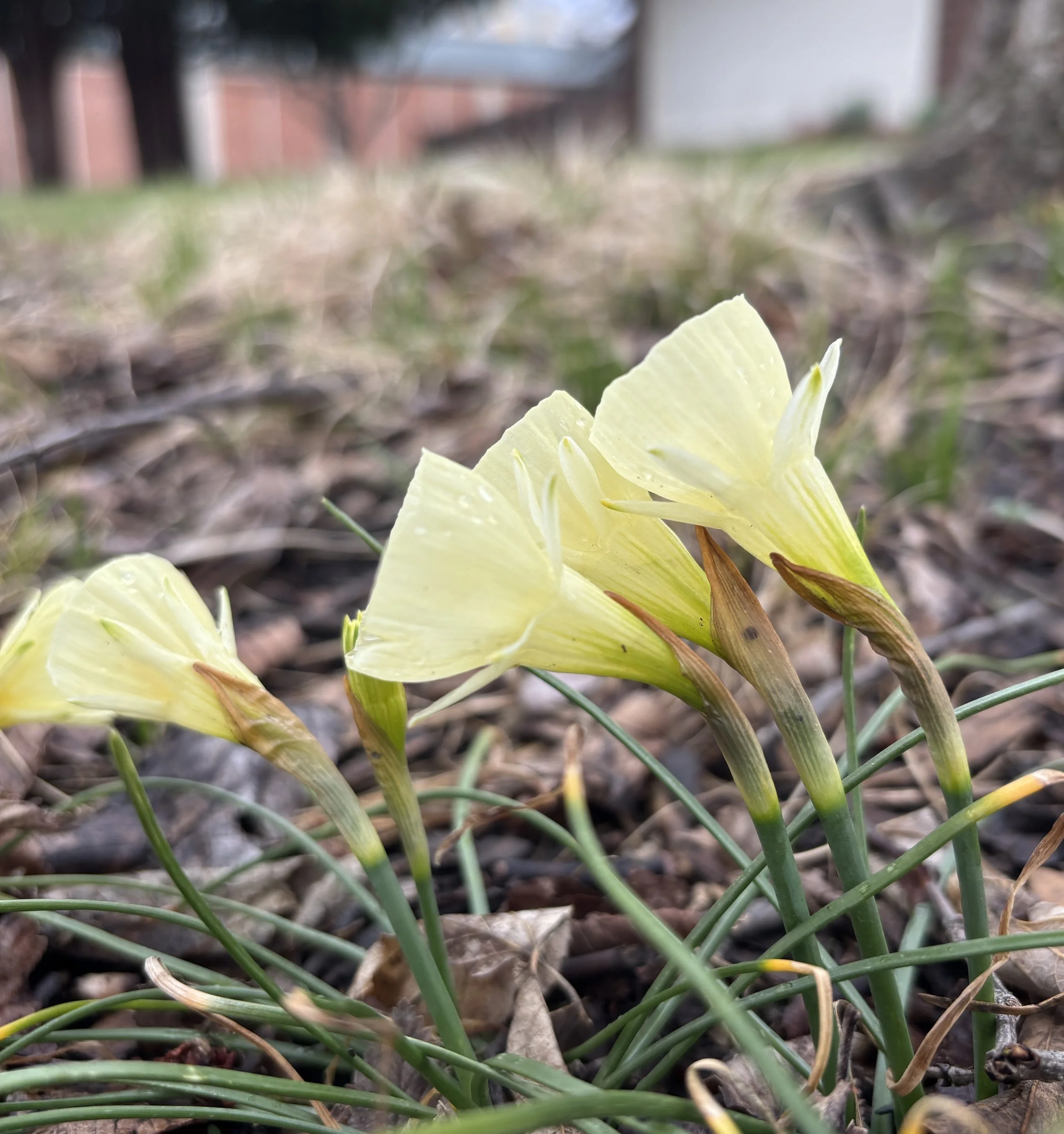 Spring Confetti