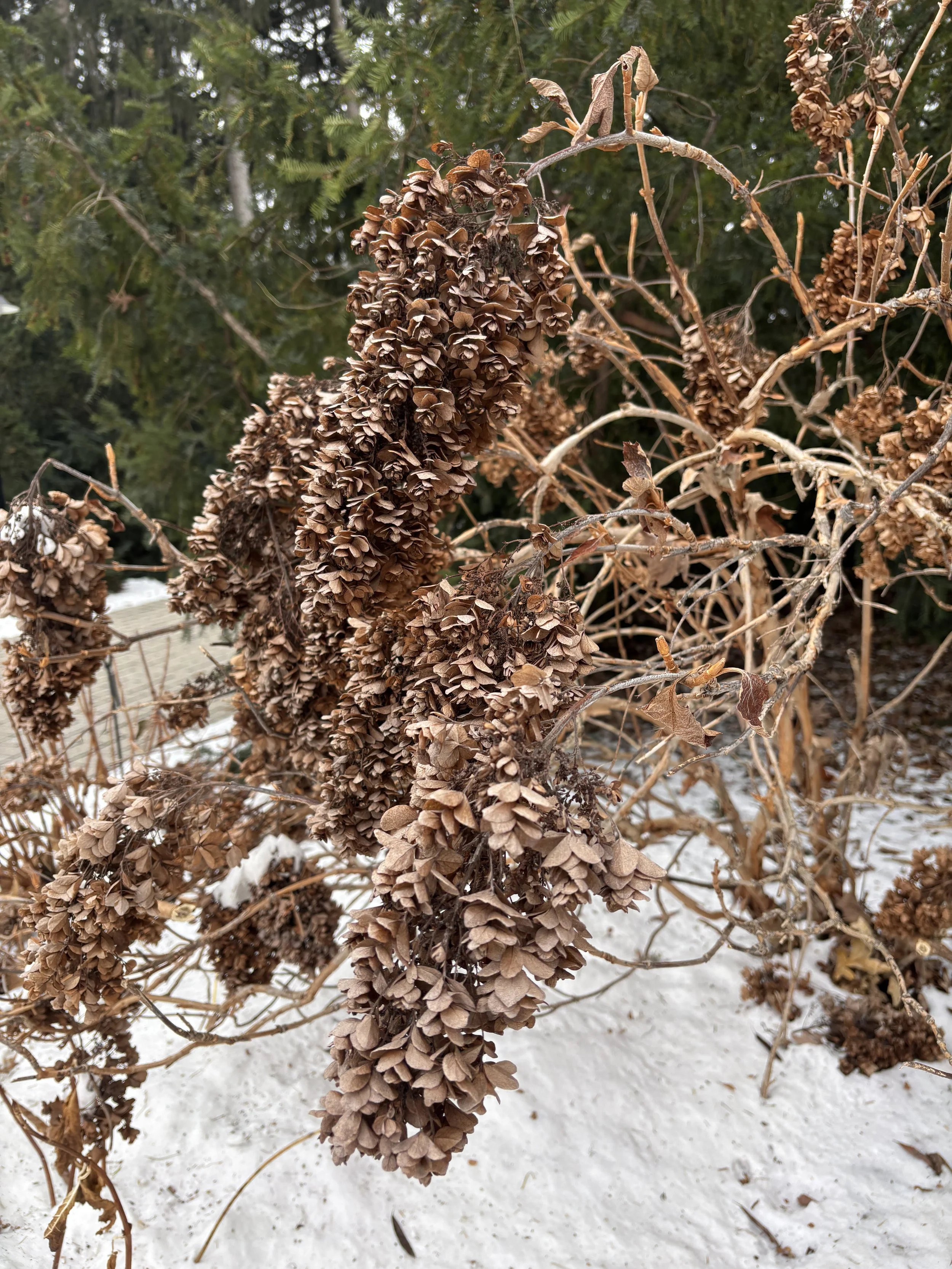Winter Hydrangea Architecture