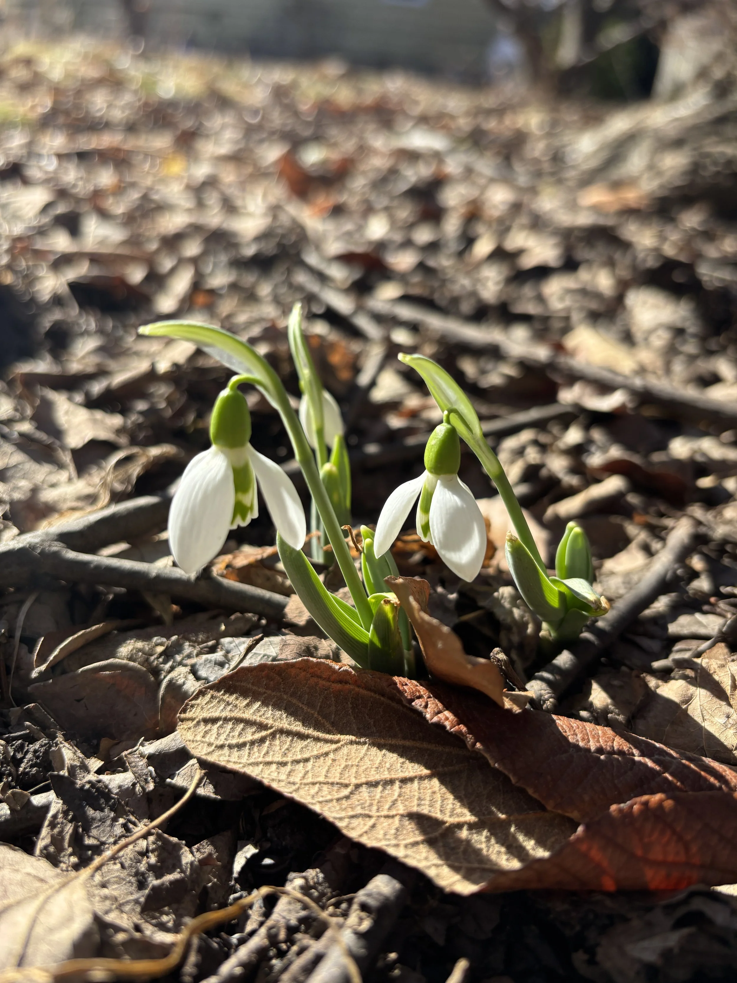Snowdrops for July