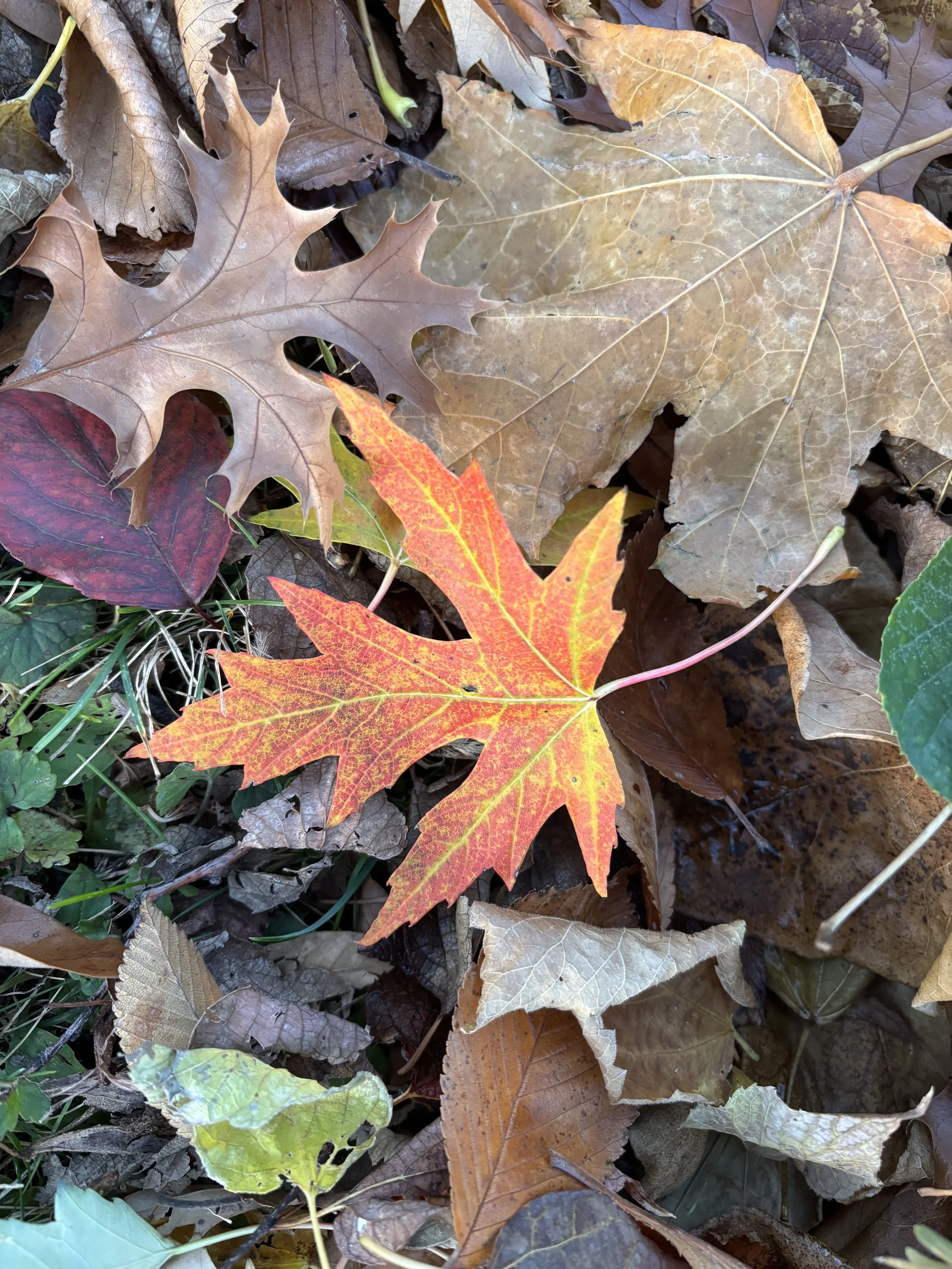 a collection of fallen autumn leaves