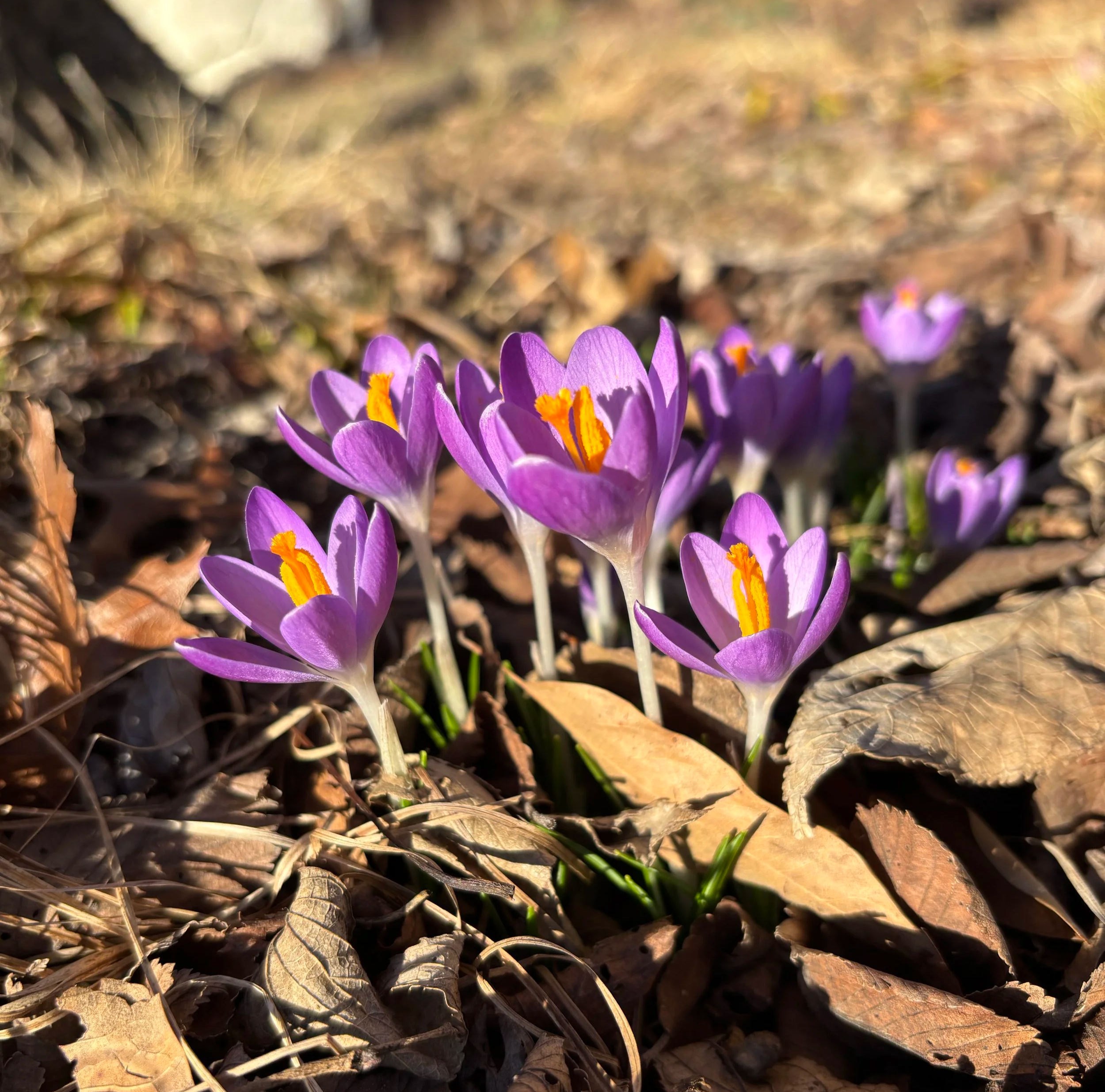 Spring Postcards