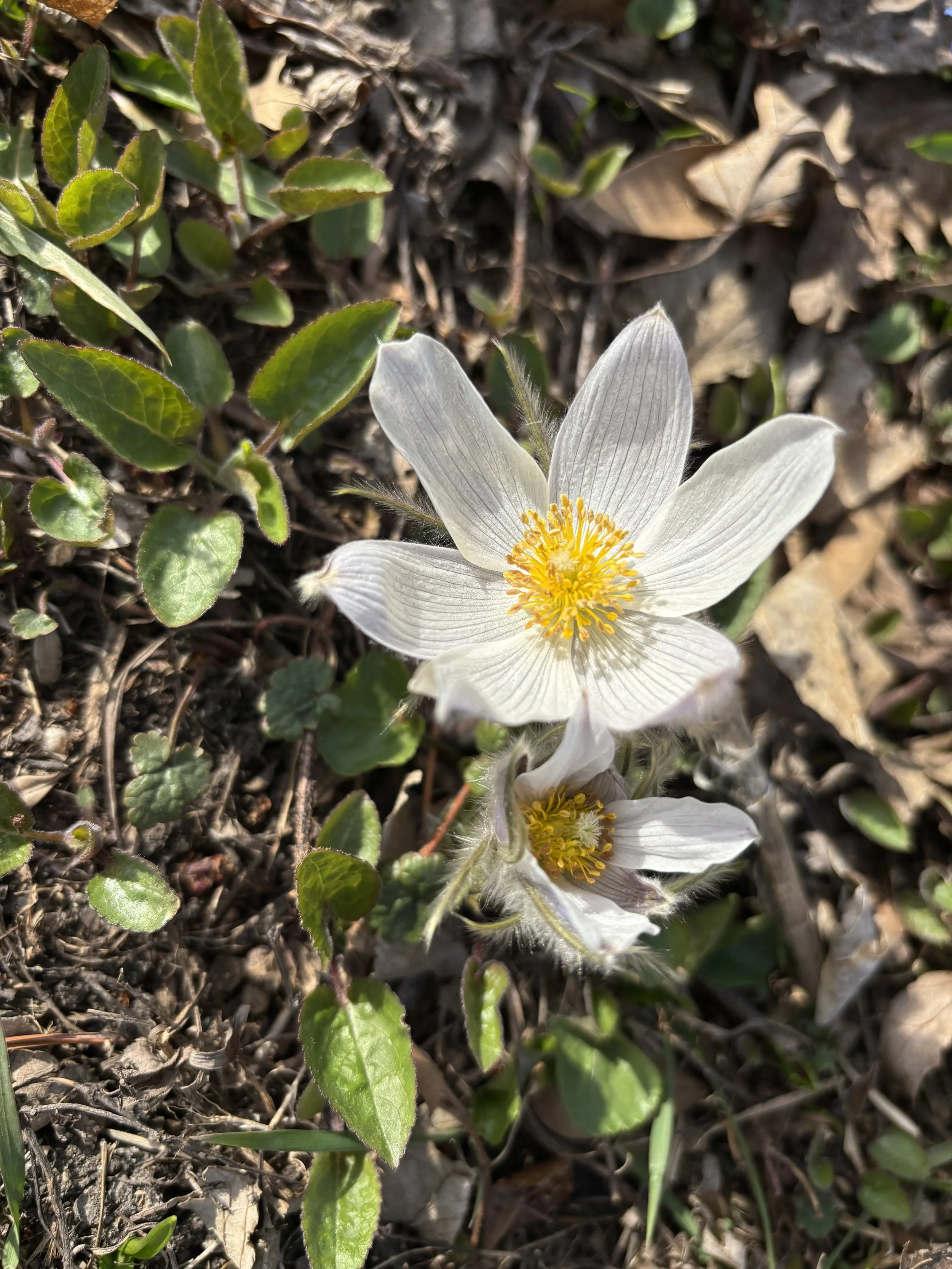 Pulsatilla patens in flower