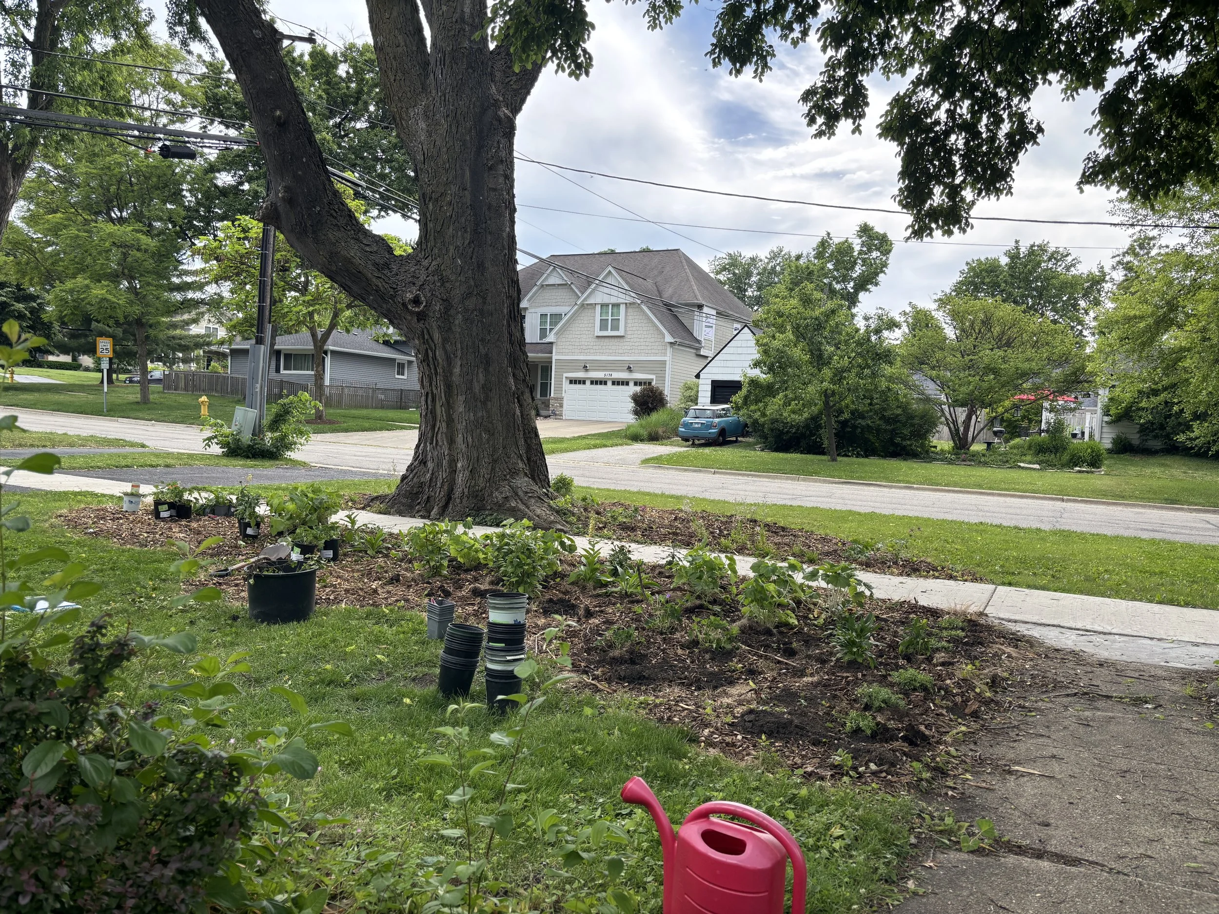 huge hackberry surrounded by planting beds in progress