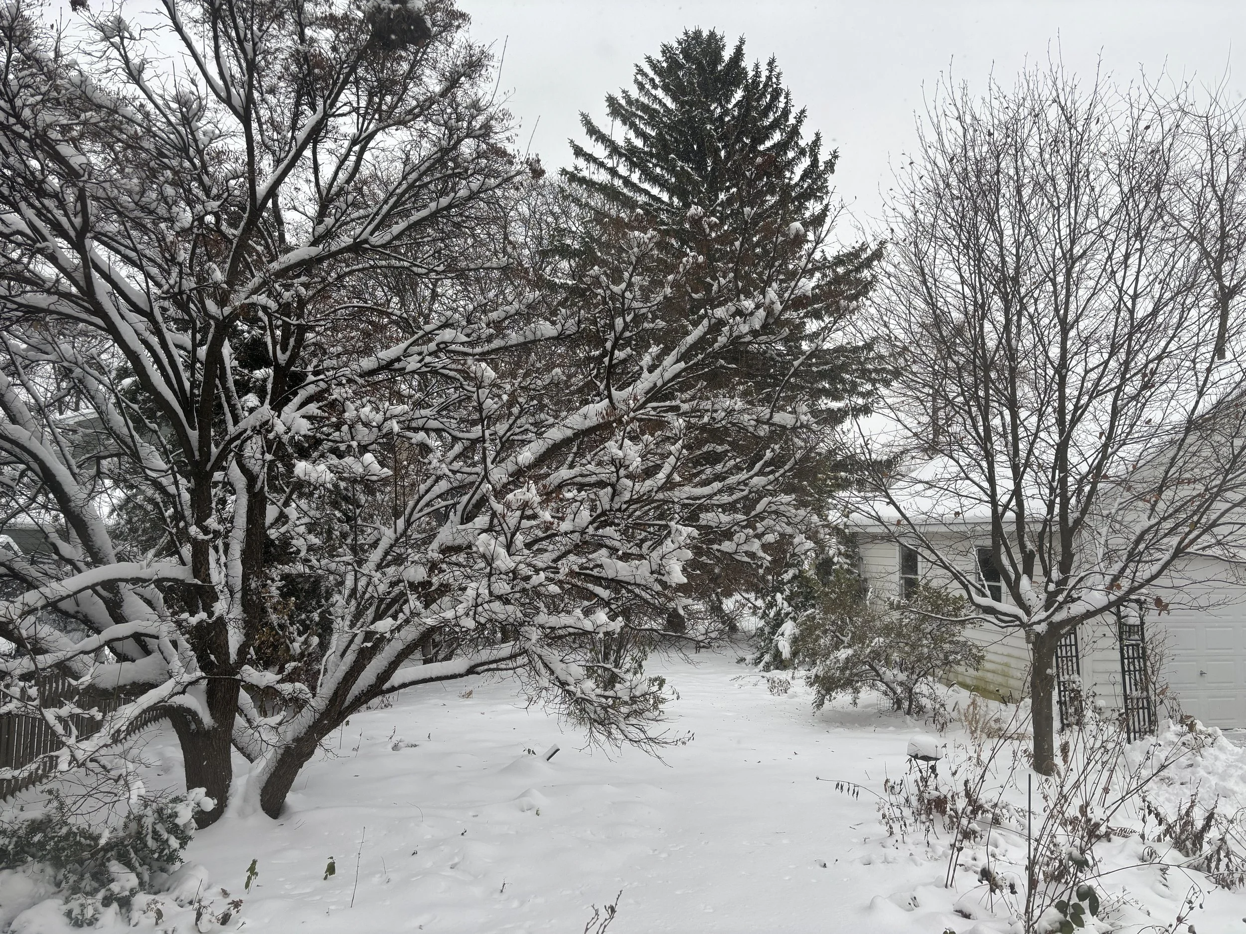snowy back yard with trees